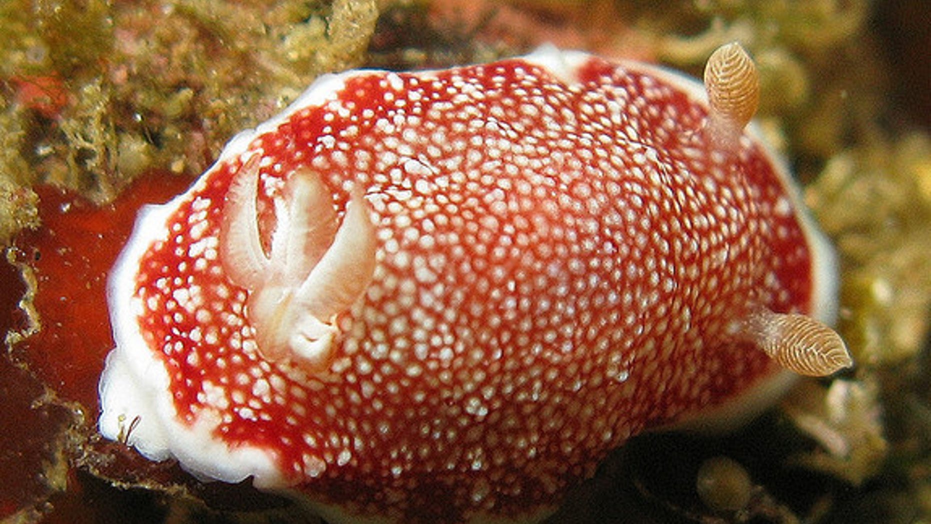 The sea slug <i>Chromodoris reticulata </i> sports a disposable penis that lies coiled up inside its body, ready to shed after each copulation.