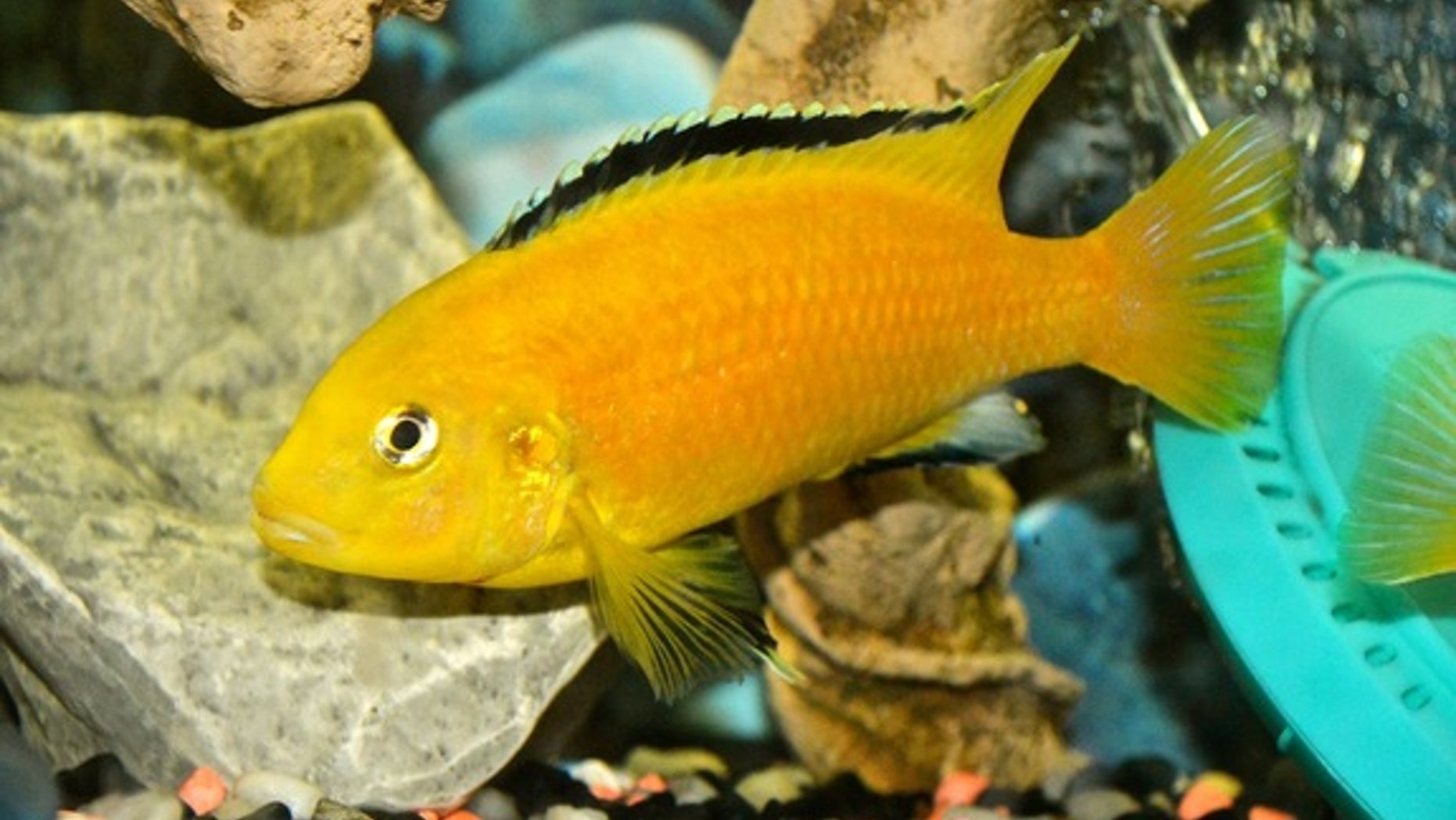 An African cichlid <i>(Labidochromis caeruleus)</i>