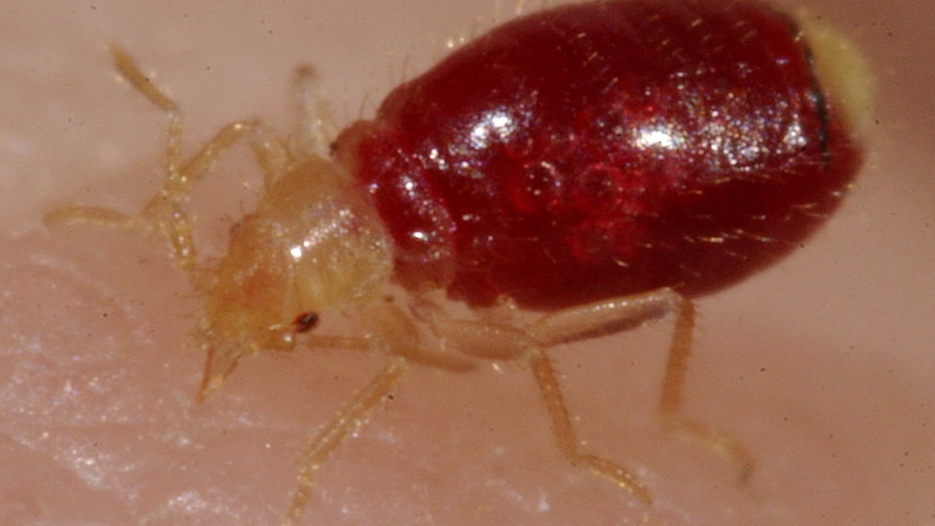 Cimex feeding. (Louis Sorkin)