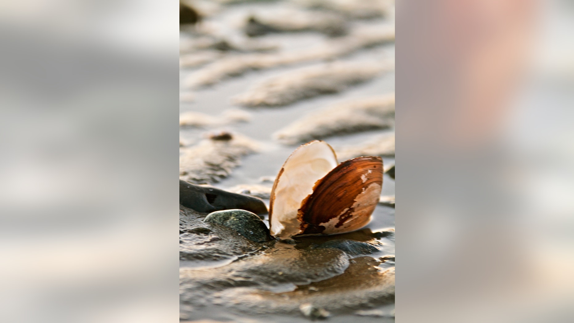 Open Clam on beach, close-up