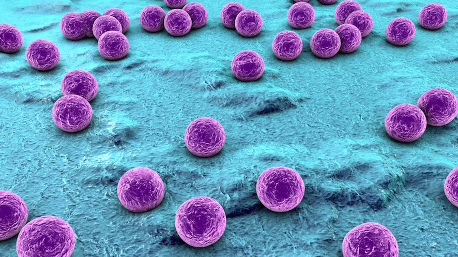 The study gives researchers foundational information that could improve the understanding of hospital-acquired infections.