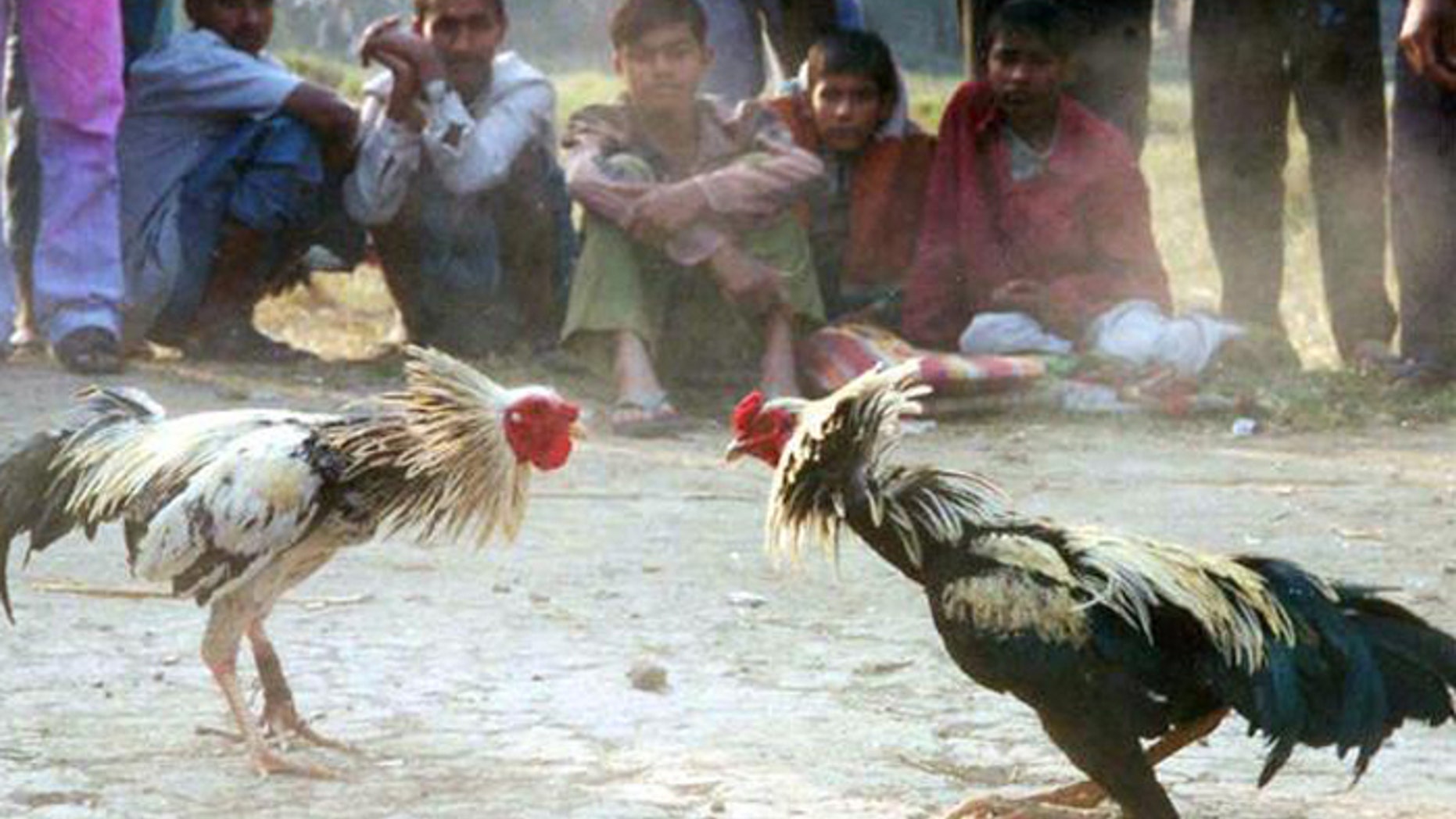 A Louisiana lawmaker insists their is a humane version of cockfighting - chicken boxing. (AP)