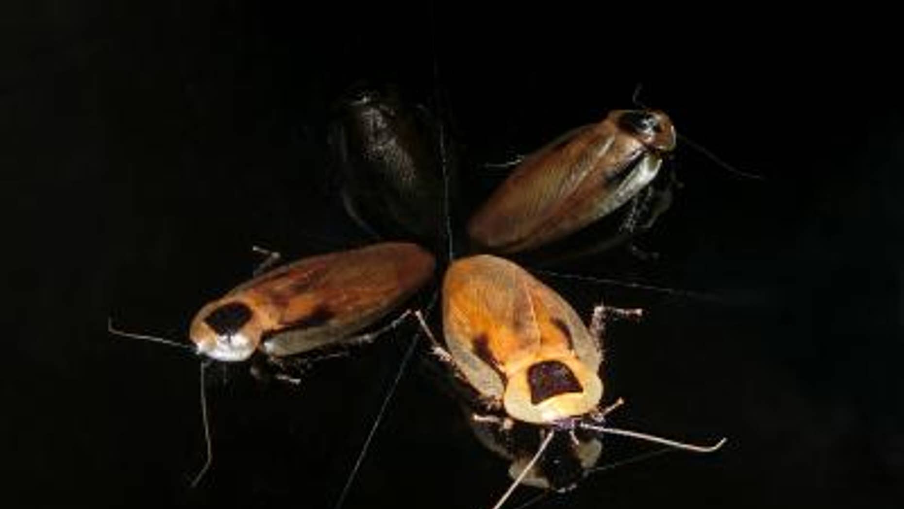 Cockroaches have internal GPS that's similar to rats and humans.