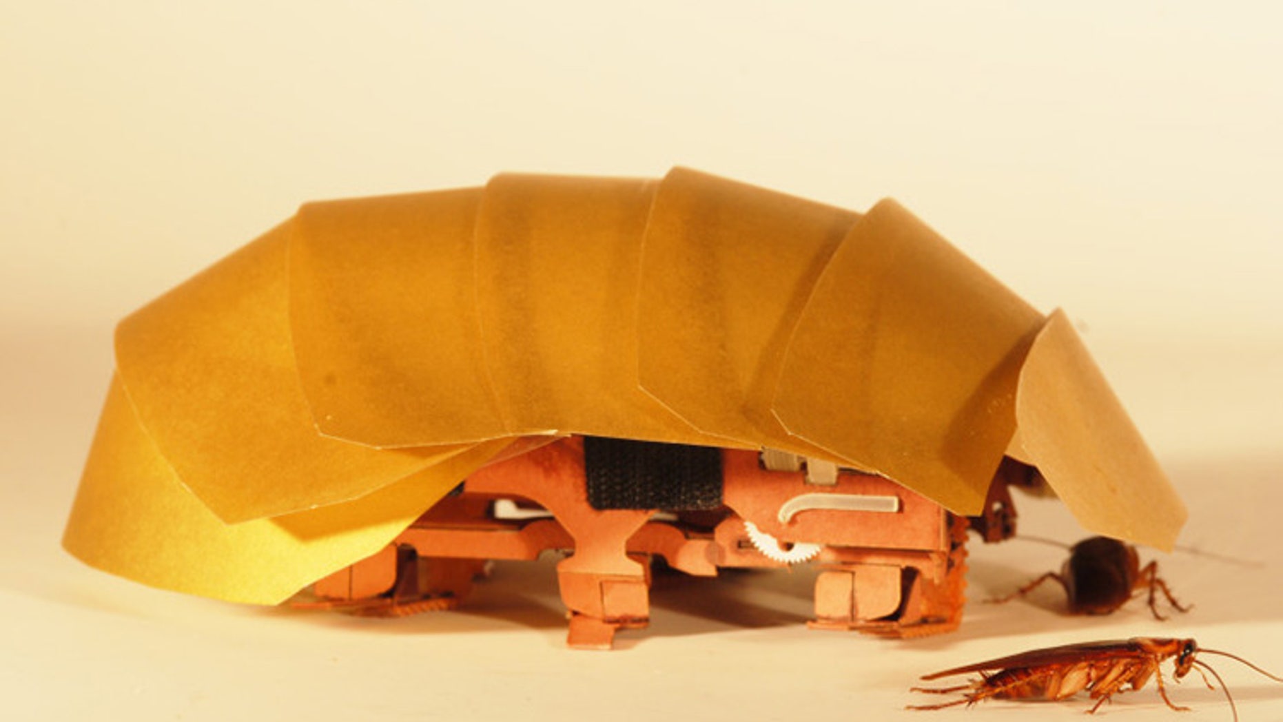 The CRAM robot was inspired by cockroaches and can crawl even when squashed to half its size. (Photo by Tom Libby, Kaushik Jayaram and Pauline Jennings. Courtesy of PolyPEDAL Lab, UC Berkeley)