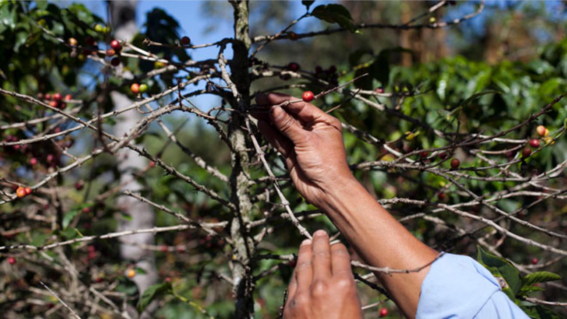 Feb. 9, 2013: Coffee beans damaged by the roya fungus in San Gaspar Vivar, Guatemala.