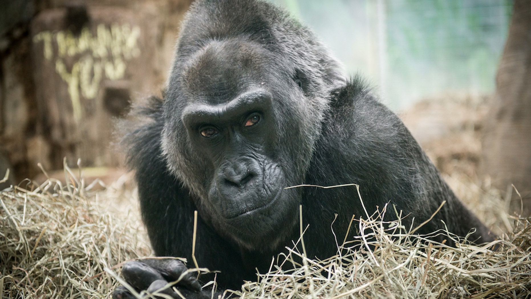 Colo the gorilla, the world's oldest known gorilla, died peacefully in her sleep on Jan. 17. She was 60 years old. Here, a photo of Colo taken in 2015.