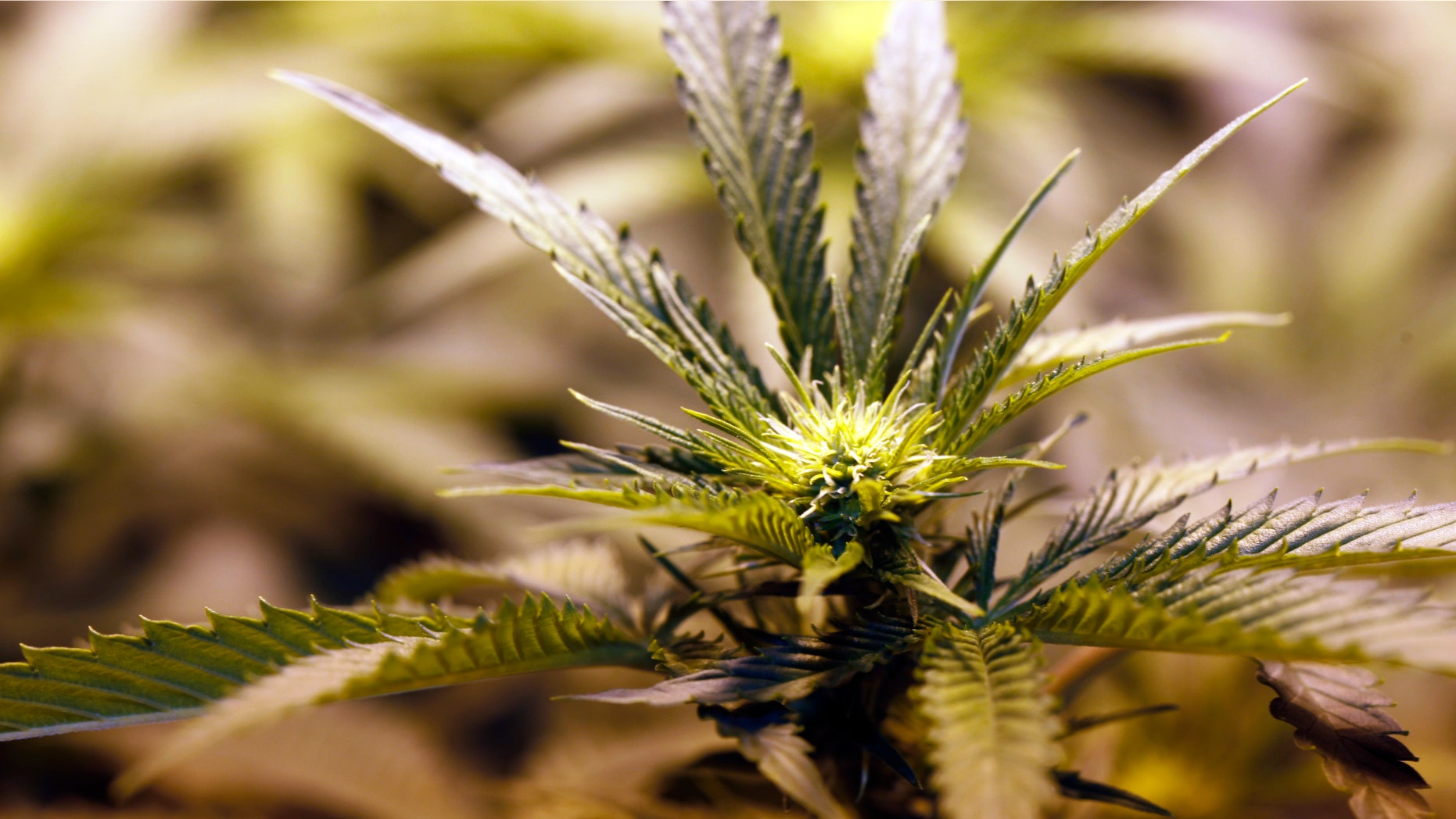 Sept. 2, 2014: Marijuana plant as it matures in a grow house in Denver.