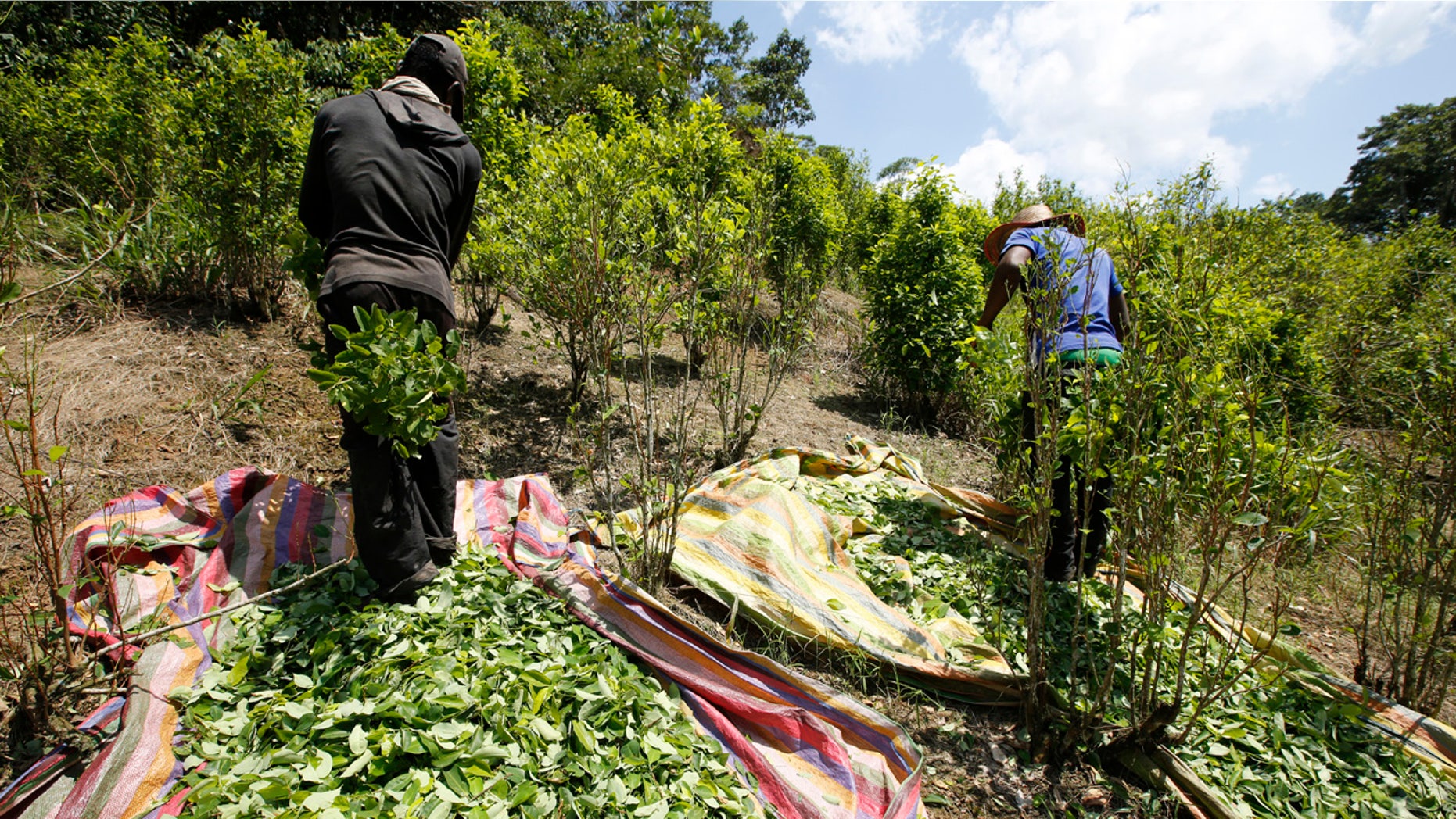 In this March 3, 2017 photo, workers harvest coca leaves in Puerto Bello, in the southern Colombia's state of Putumayo.