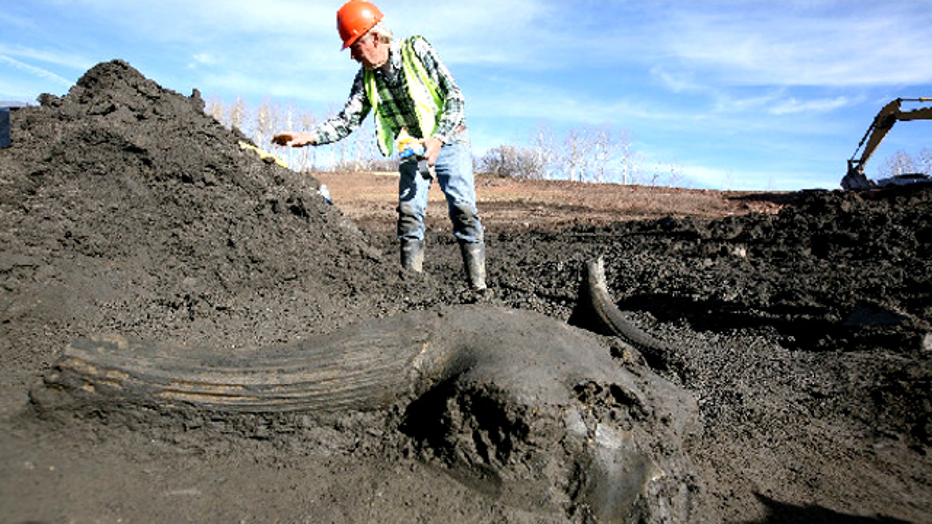 Steve Holen, curator of archaeology at the Denver Museum of Nature & Science, stands behind a giant, prehistoric bison skull unearthed at the Museum's fossil dig at Ziegler Reservoir.