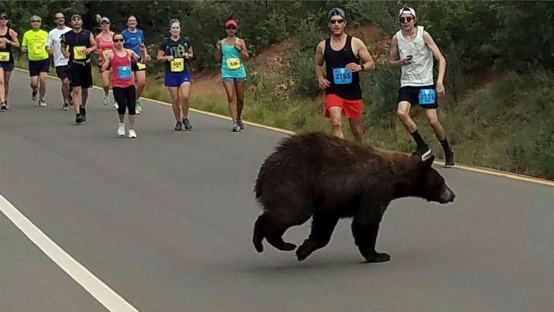 In this photo provided by Donald Sanborn, a bear walks across the street as runners compete in the Garden of the Gods 10 Mile Run near Colorado Springs, Colo., Sunday, June 11, 2017.