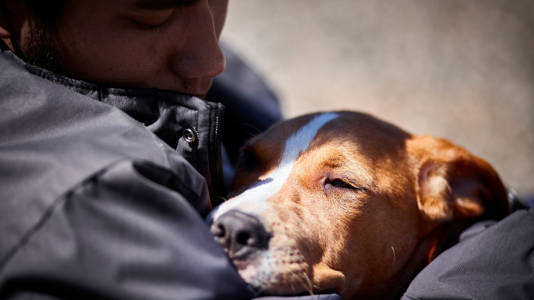 man holding sleepy puppy dog closeup selective focus daylight
