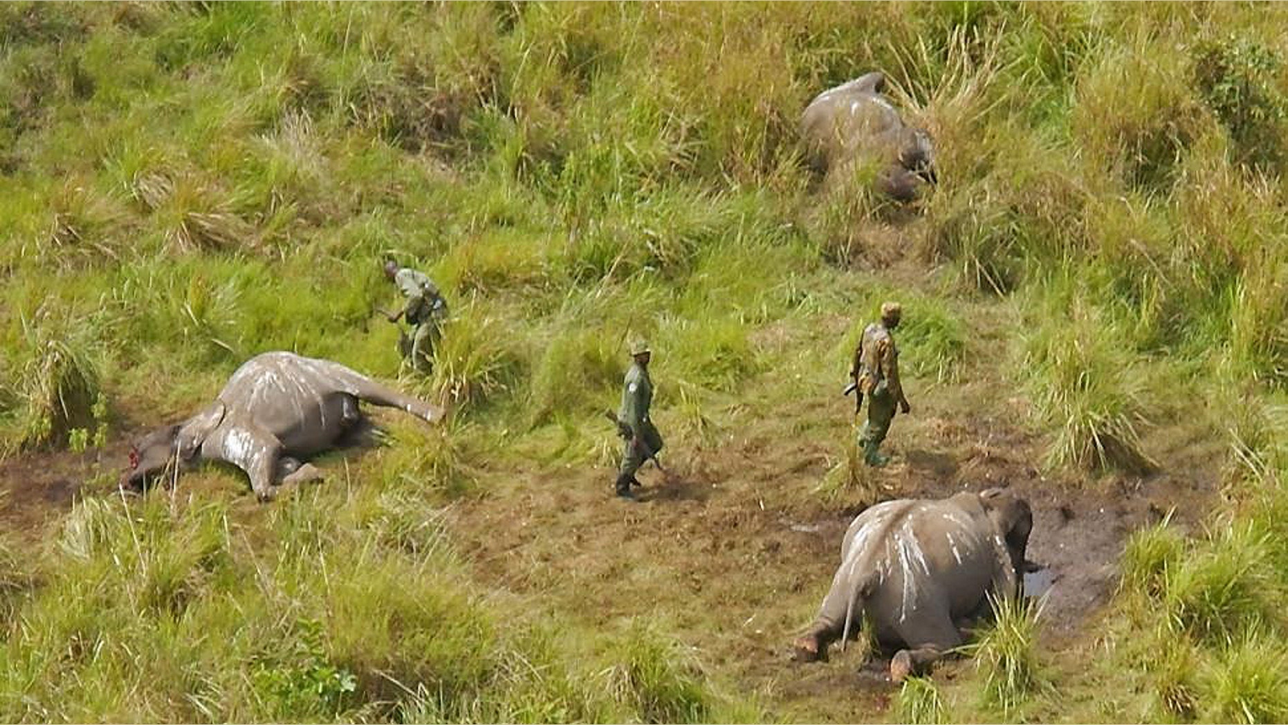 Park rangers stand near the remains of three elephants that were killed by
unknown poachers in the Garamba National Park, located in the Democratic Republic of Congo. (AP Photo/African Parks)
