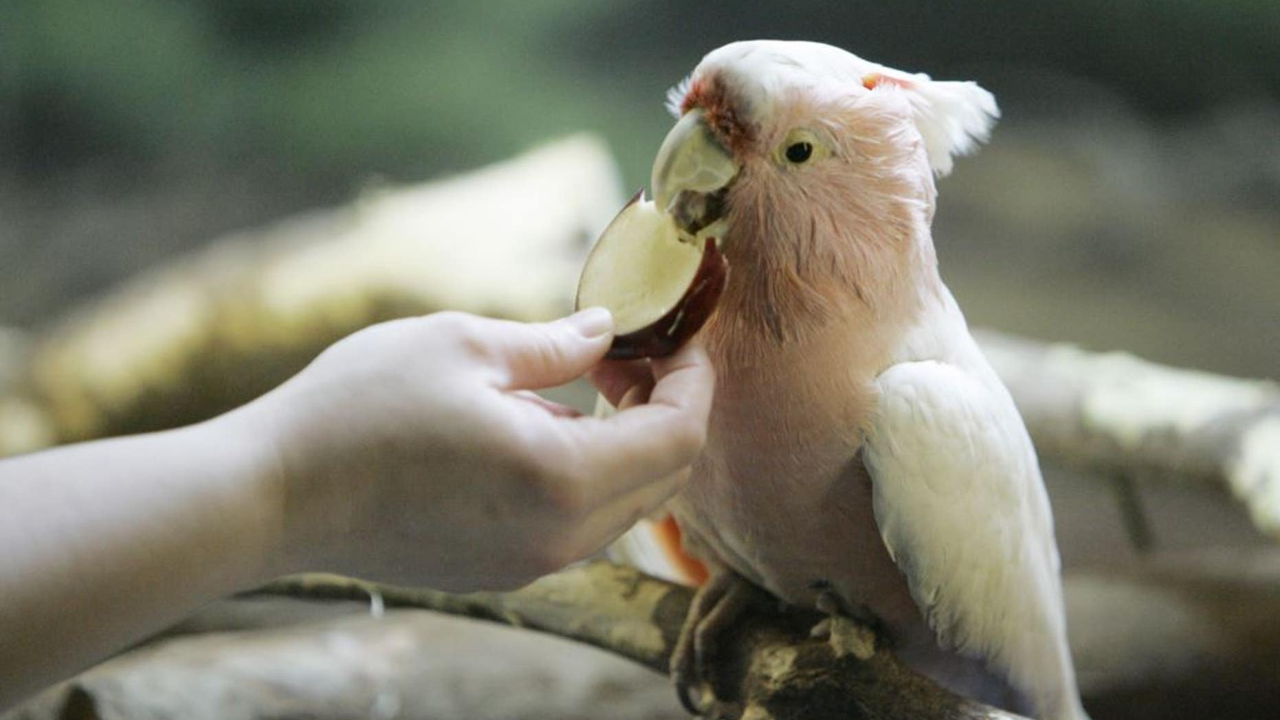 The cockatoo, named Cookie, biting into an apple in 2008.