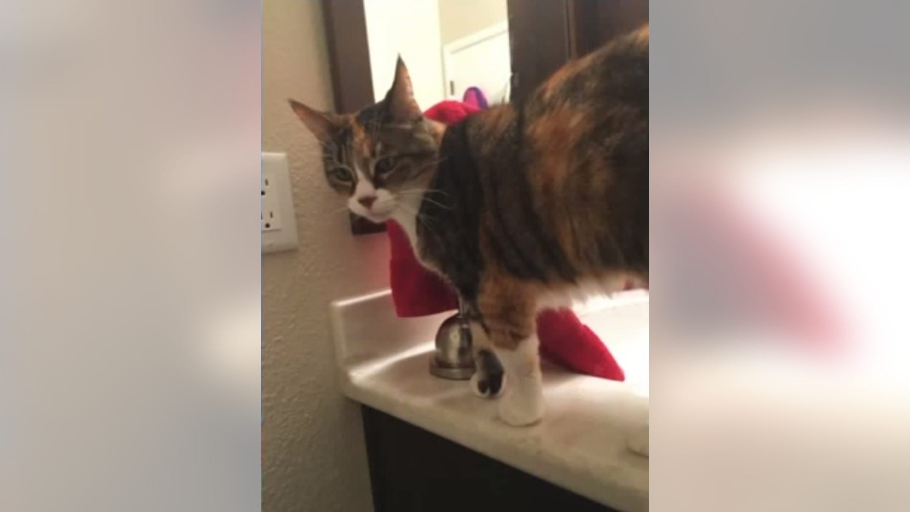Cookie, a 10-year-old cat, was found dismembered and scattered across a Sacramento neighborhood.