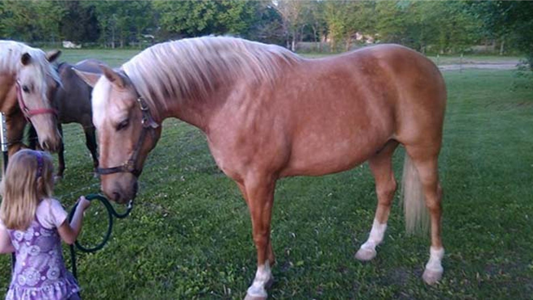 Therapy horse Cooper slipped out of his pasture in Missouri on July 11. (Mark Lenz)