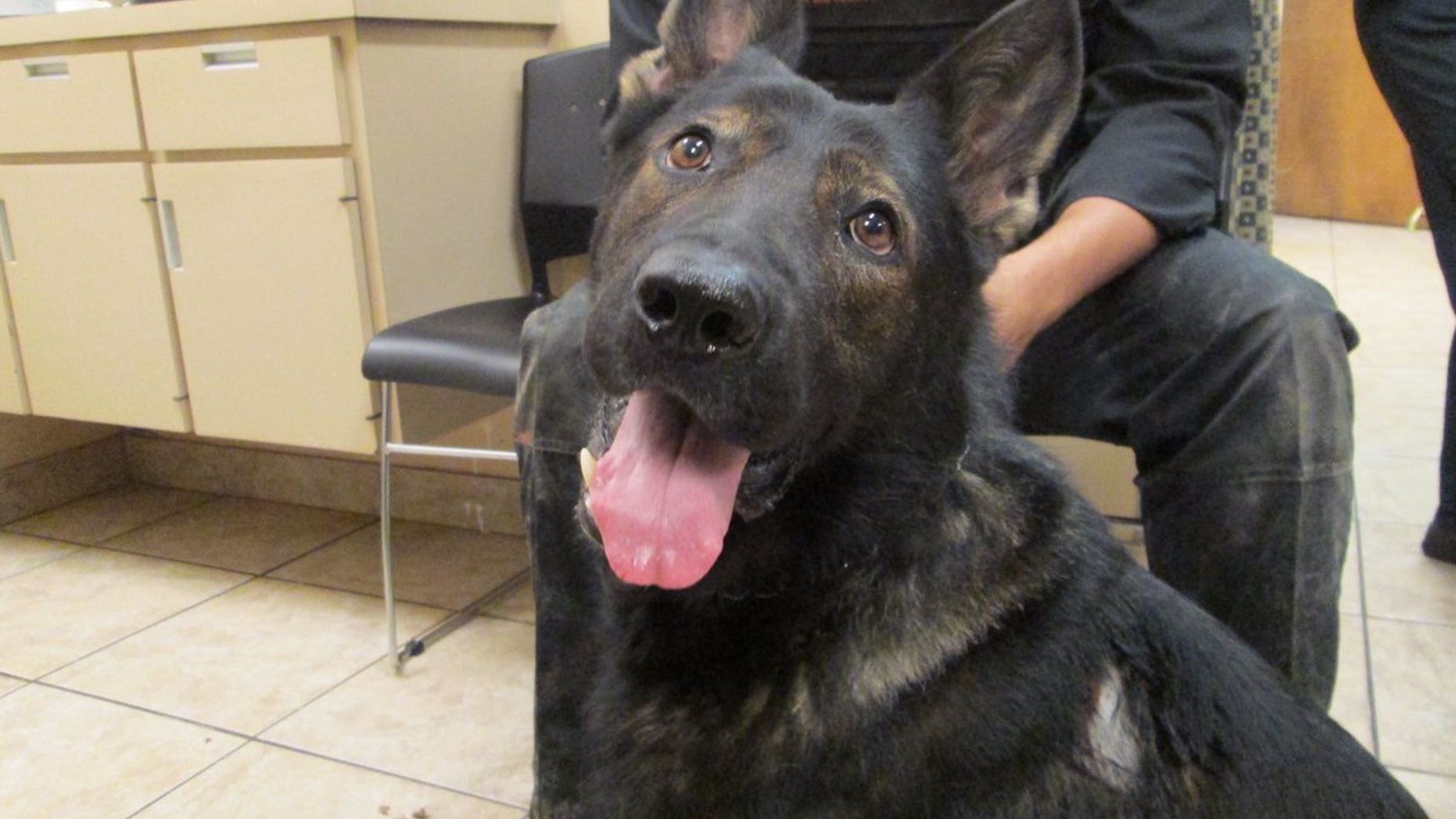 Police dog Hyde was out of the hospital after being stabbed twice on Friday.