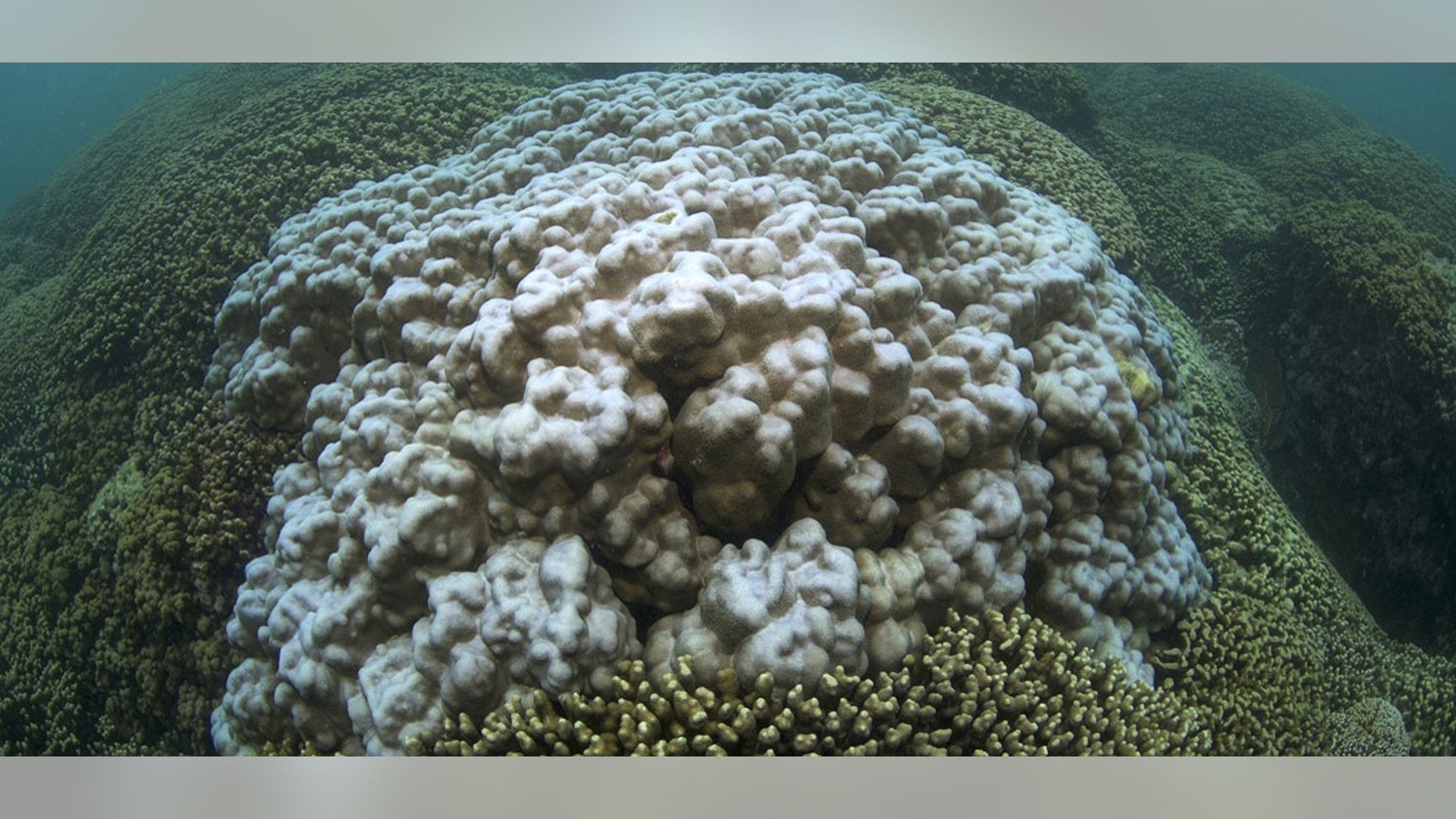 A coral in August 2015 at the start of the worst bleaching event the main Hawaiian Islands have ever experienced. (XL Catlin Seaview Survey team)