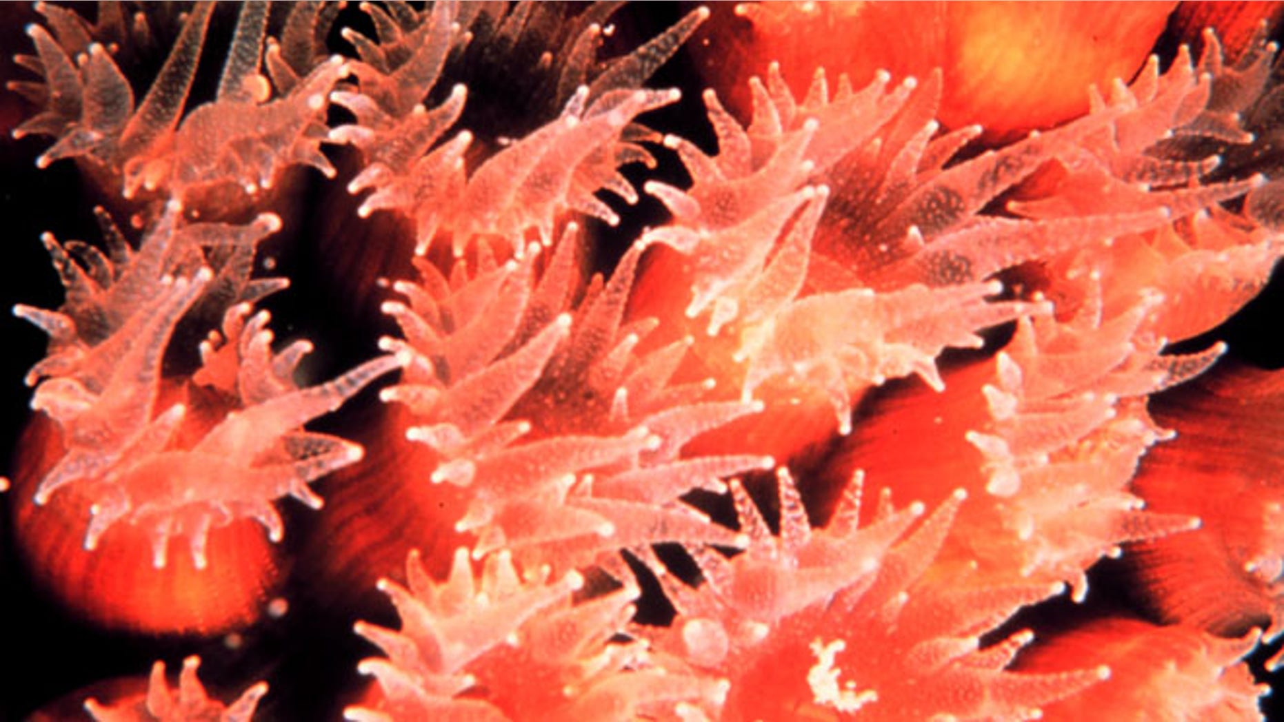 A closeup of a cavernous star coral (Montastrea cavernosa).