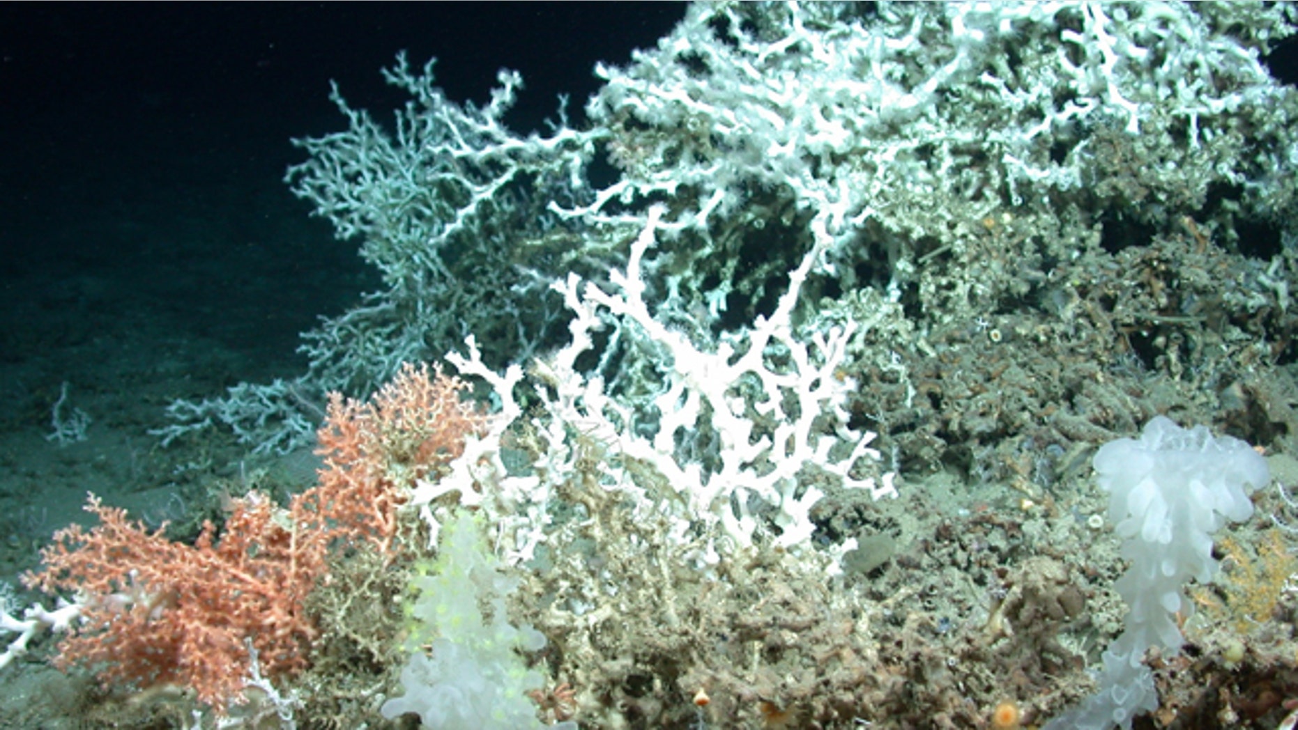 This Sept. 2010 photo provided by Discovre Team 2010 shows deep sea corals on the bottom of the northern Gulf of Mexico, not far from where BP's underwater oil well blew out on April 20.