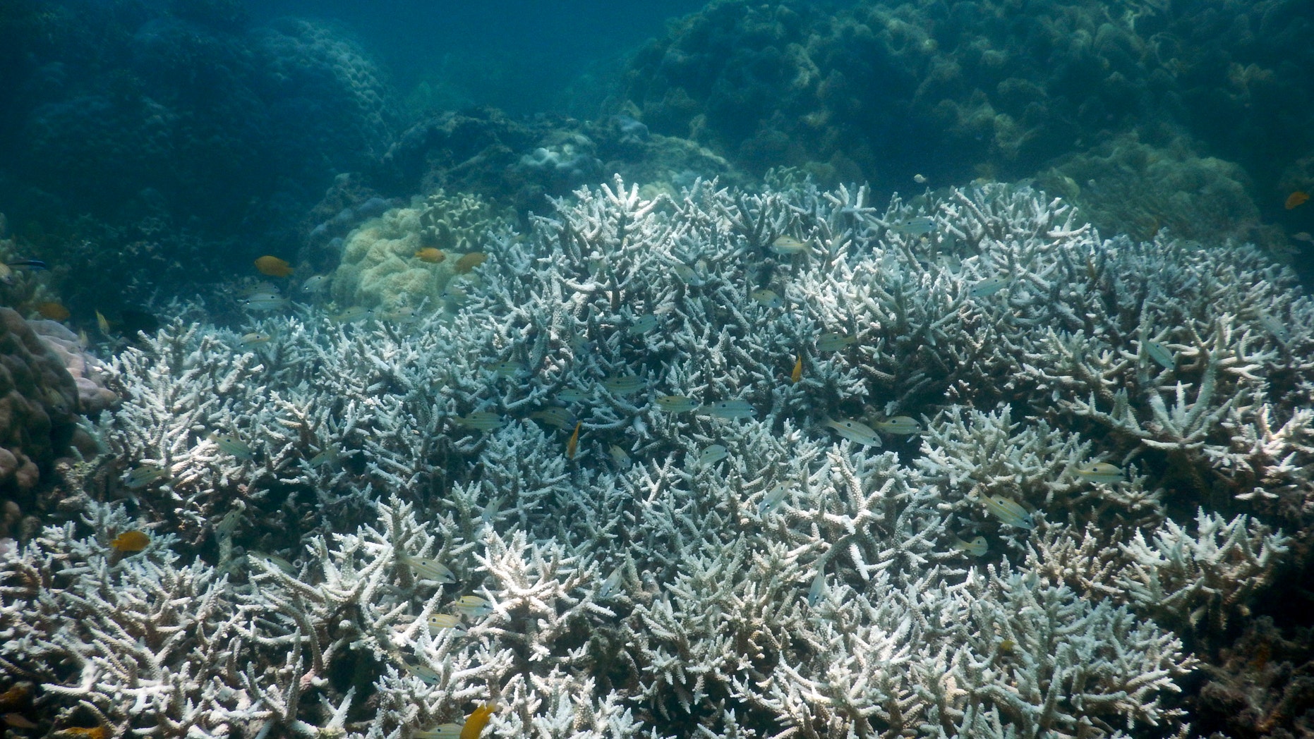Bleaching kills third of coral in Great Barrier Reef's north Fox News Bleaching kills third of coral in Great Barrier Reef's north Fox News