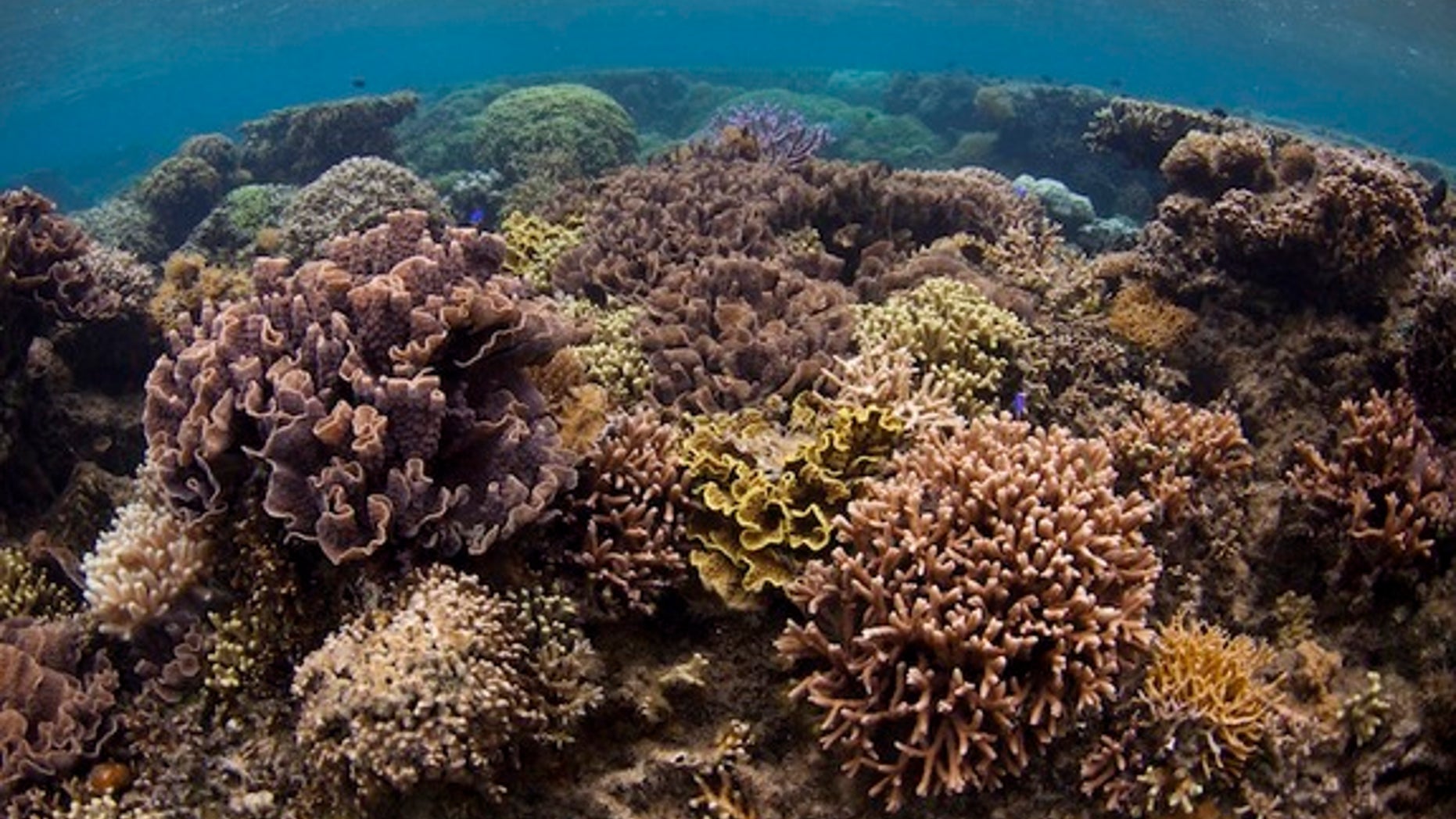 Corals thrive in the marine protected area of Votua Village in Fiji, one of the three protected areas used in the study.