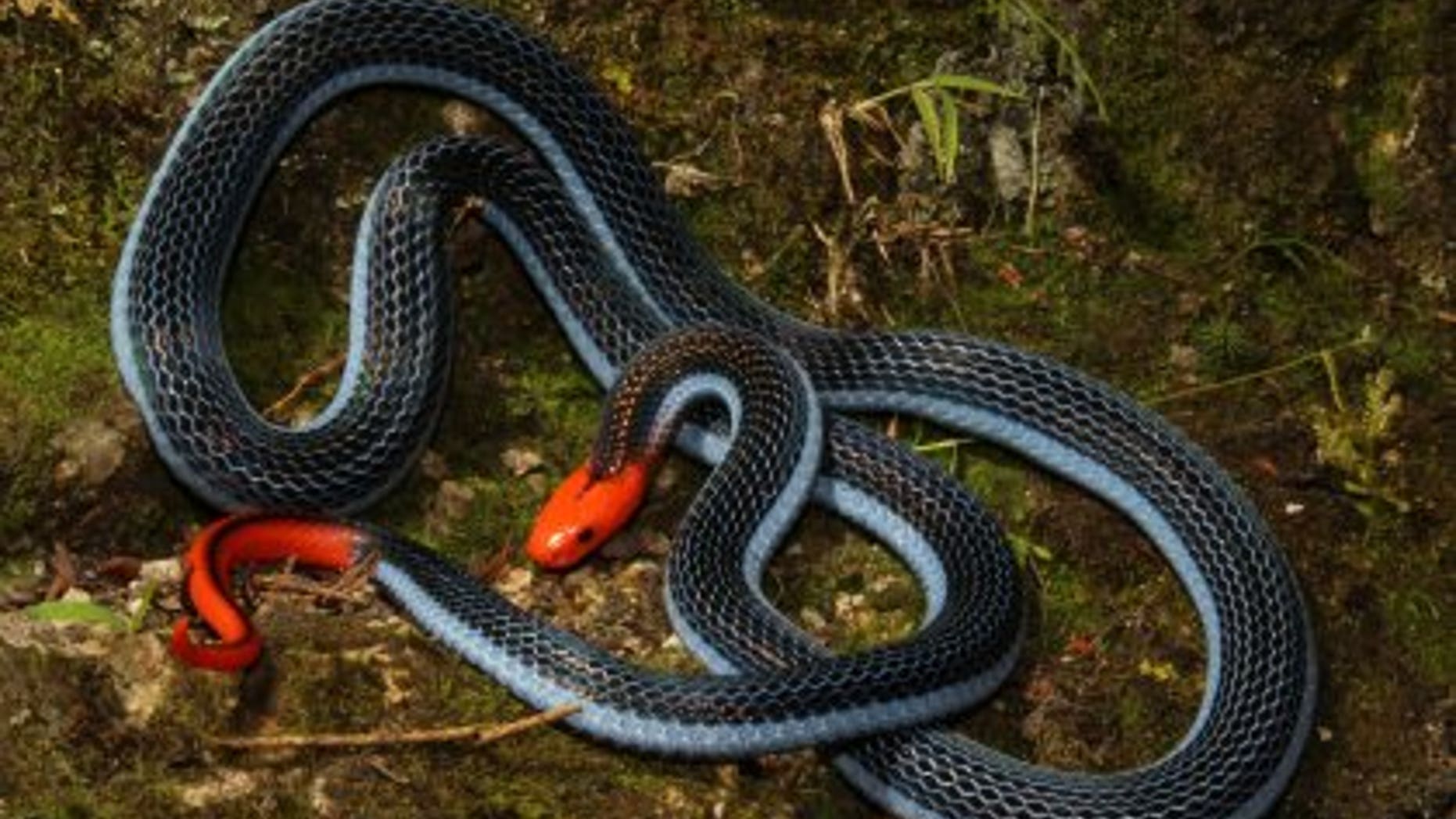 (Blue coral snake: photo by Tom Charlton/University of Queensland)