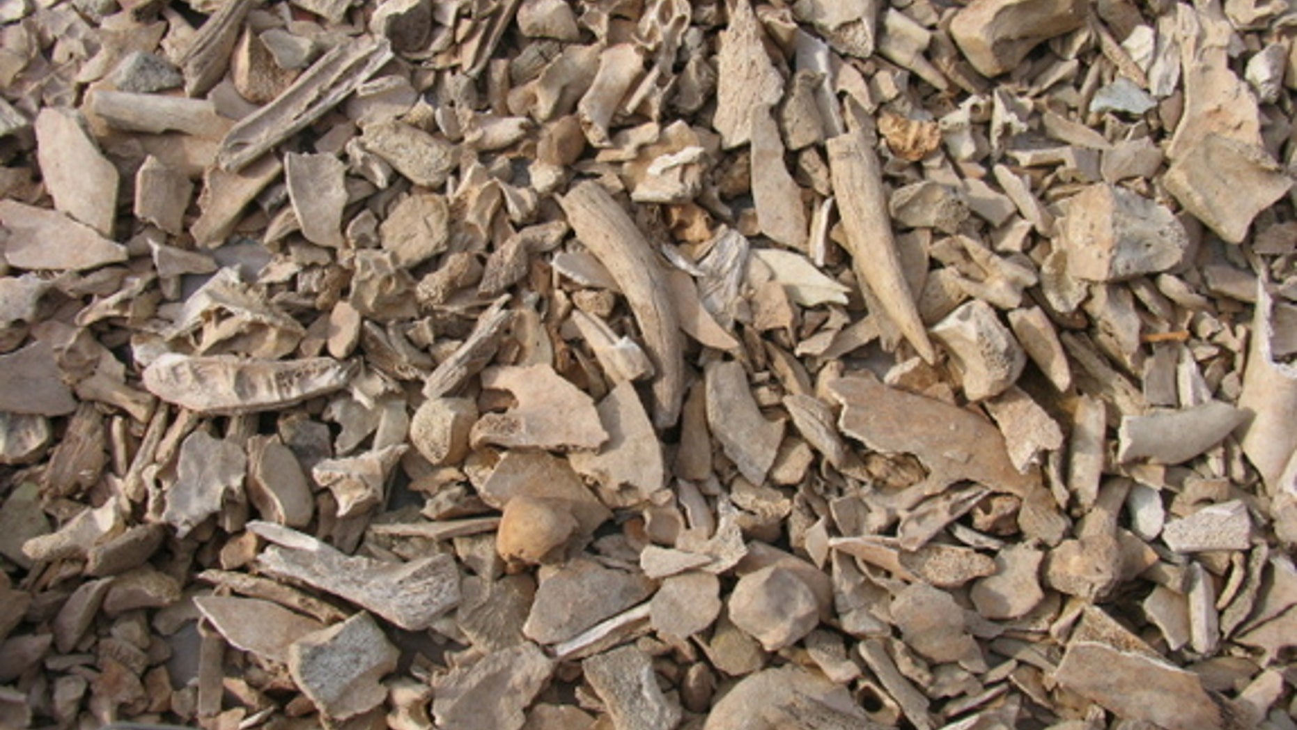 Archaeologists pulled a metric ton of cattle bones from an ancient Corinth theater, perhaps representing yearly feasts in the 4th and 5th centuries A.D.
