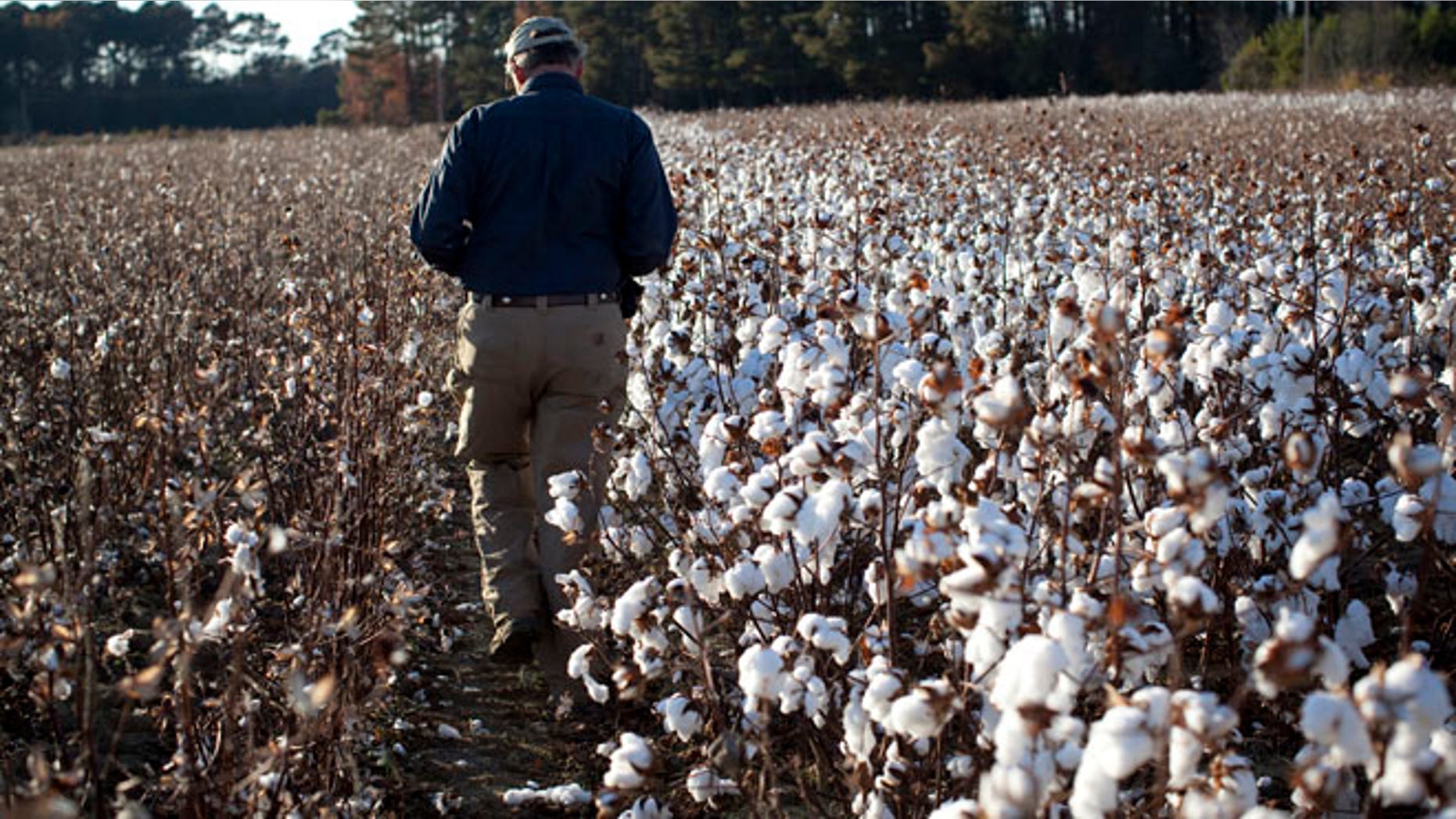 Farmer Roy Baxley, Jr. walks through a cotton field during the harvest on his farm in Minturn, South Carolina November 24, 2012.