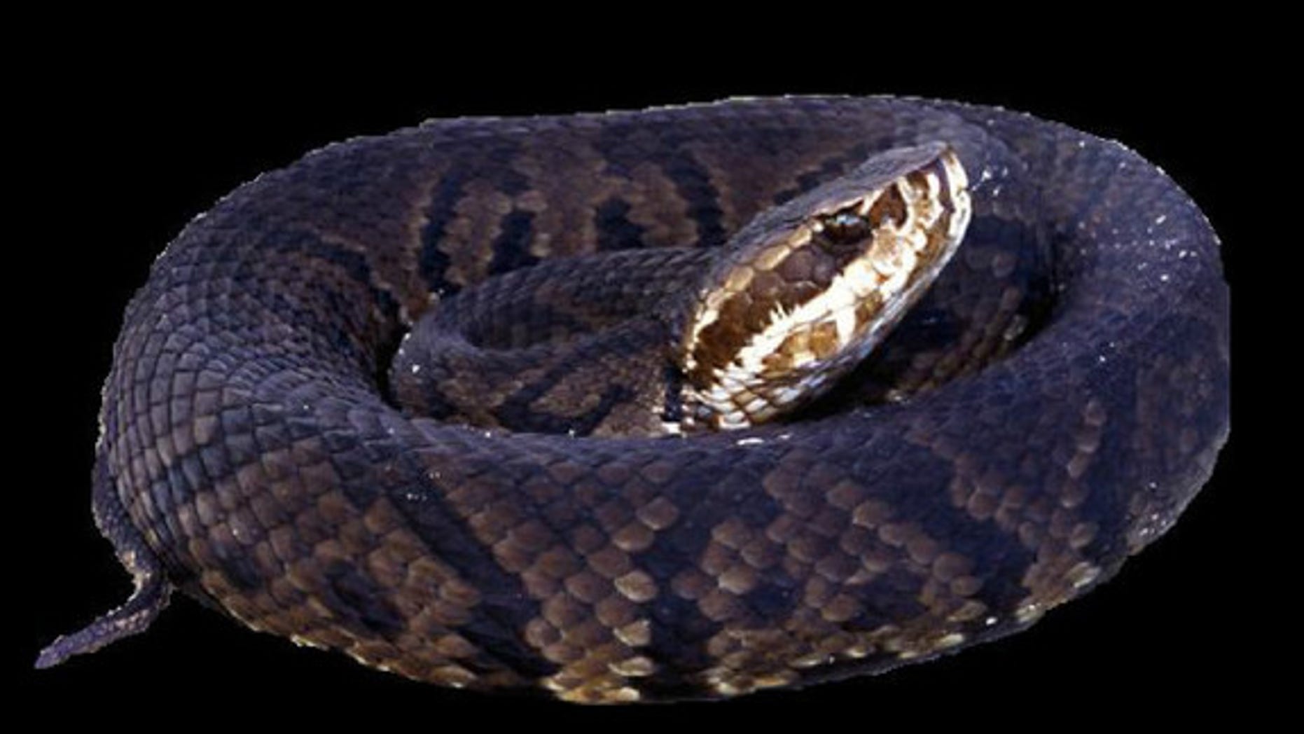 A new study found many snakes, primarily cottonmouths like the cottonmouth moccasin (shown here), carry a deadly brain-swelling virus that has caused 2 deaths in Vermont.