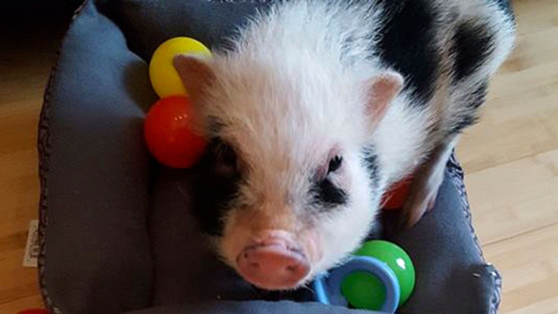 Cleveland police are searching for a 15-pound mini pet pig that was stolen.