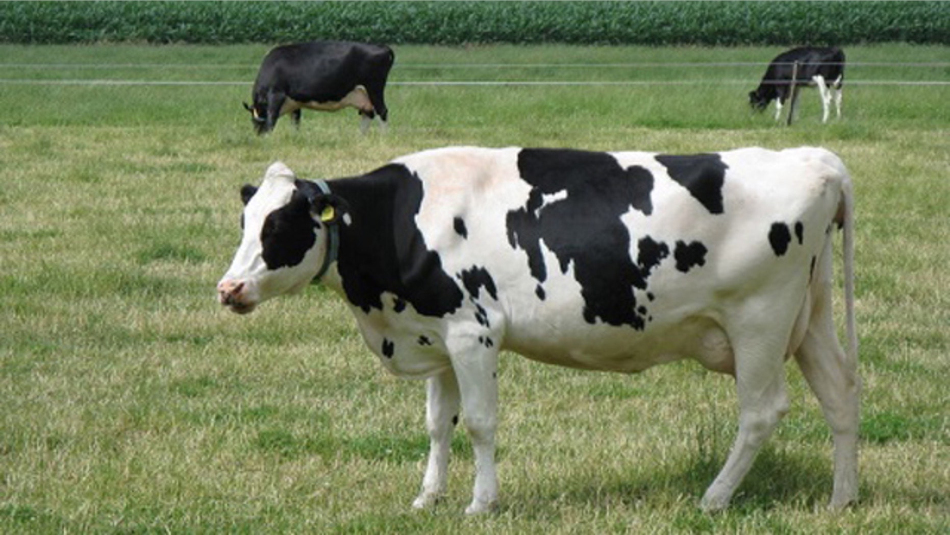 According to the estimates from one company, four dairy cows could produce enough energy to power a small apartment.