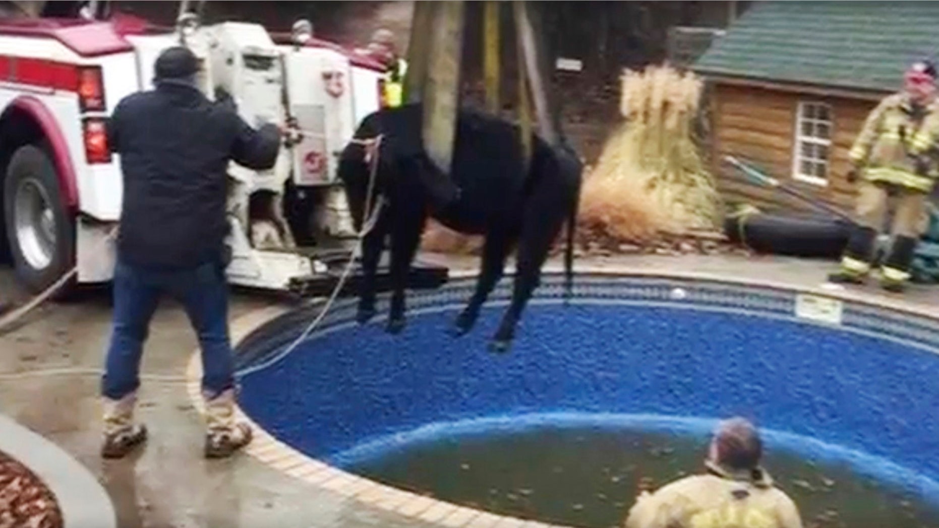 In this Sunday, Jan. 15, 2017, provided by the Oklahoma City Fire Department, firefighters hoist a cow out of a swimming pool outside a home in Oklahoma City.