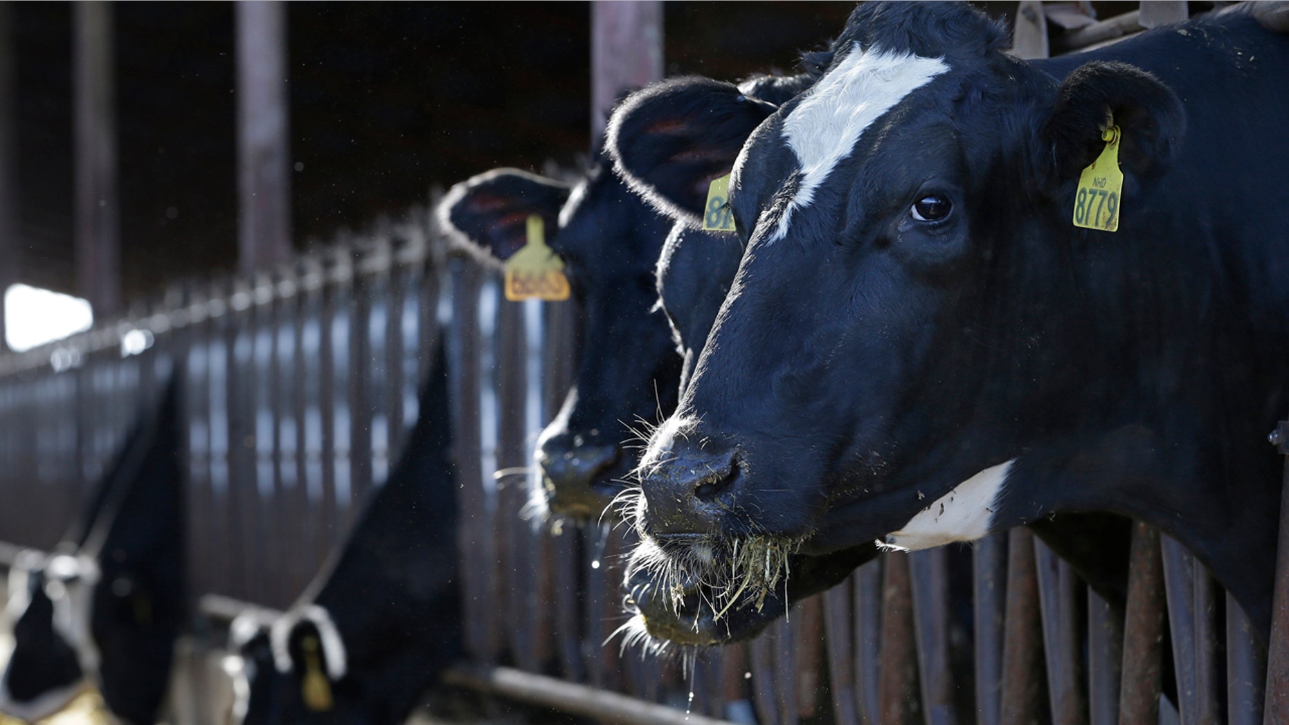 In this Wednesday, Nov. 23, 2016, photo, a cows are seen feeding at the New Hope Dairy in Galt, Calif.