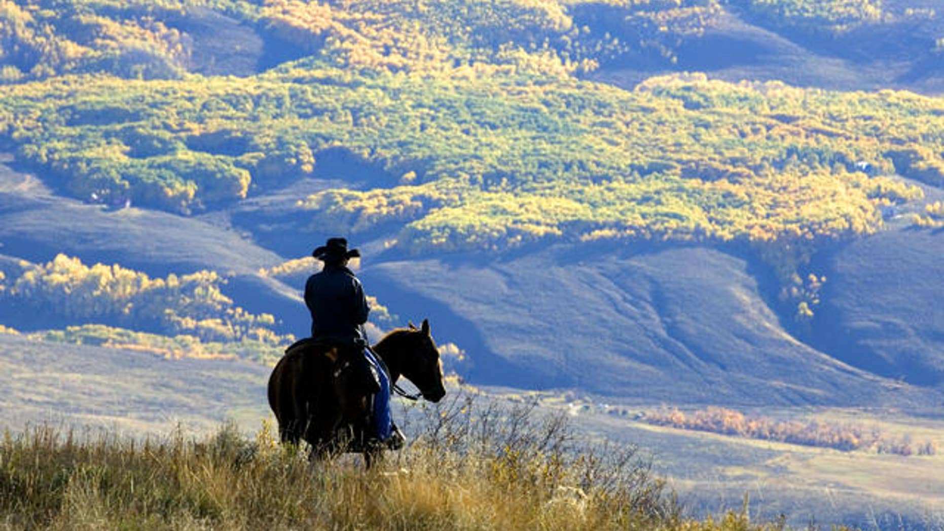 Wrangler Doug Washburn, of Crested Butte, Colo. overlooks aspen trees with their autumn colors, near Jacks Cabin in the Slate River Valley near Crested Butte, Colo. while gathering the Spann cattle from the U.S. National Forest lands, Friday, Oct. 5, 2007. (AP Photo/Nathan Bilow)
