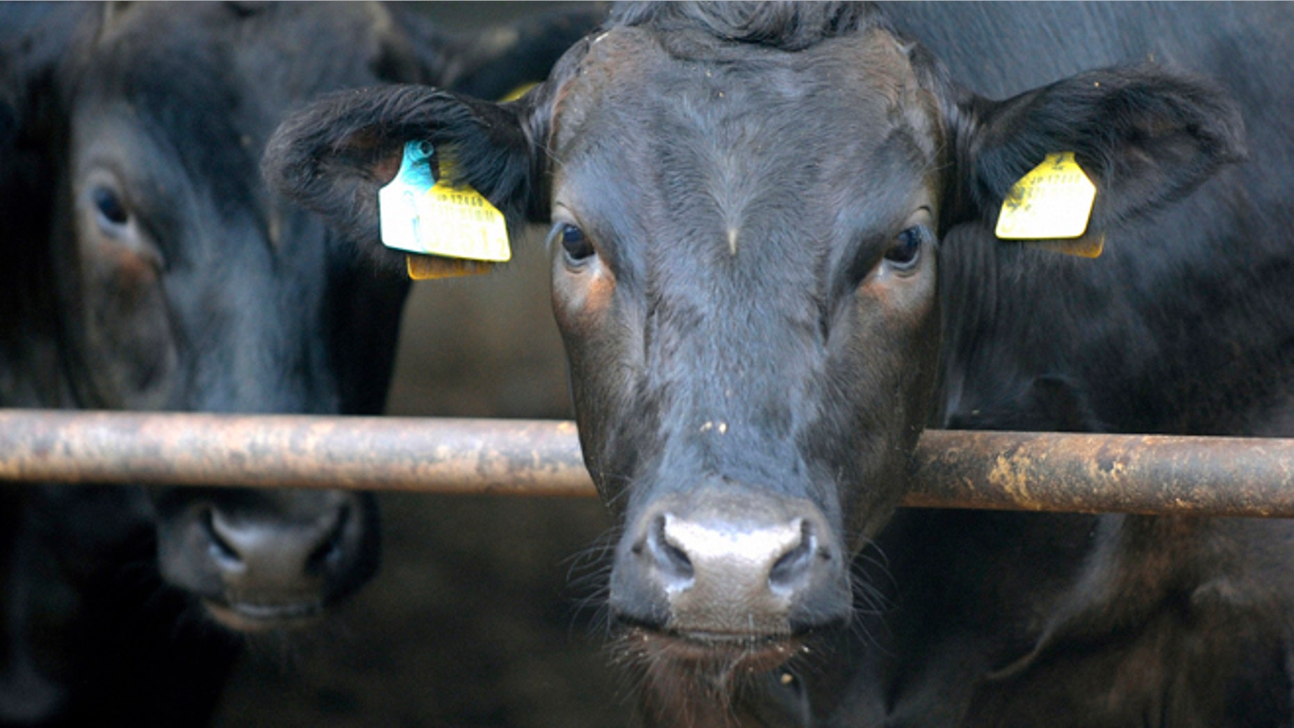 There are instances where recordings from inside these venues have led to improved conditions for animals and in some cases closures.