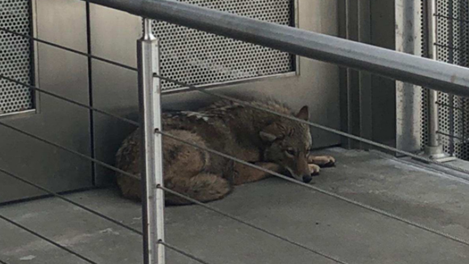 March 27, 2018: A coyote was found on an outdoor mezzanine at a museum in Albany, N.Y.
