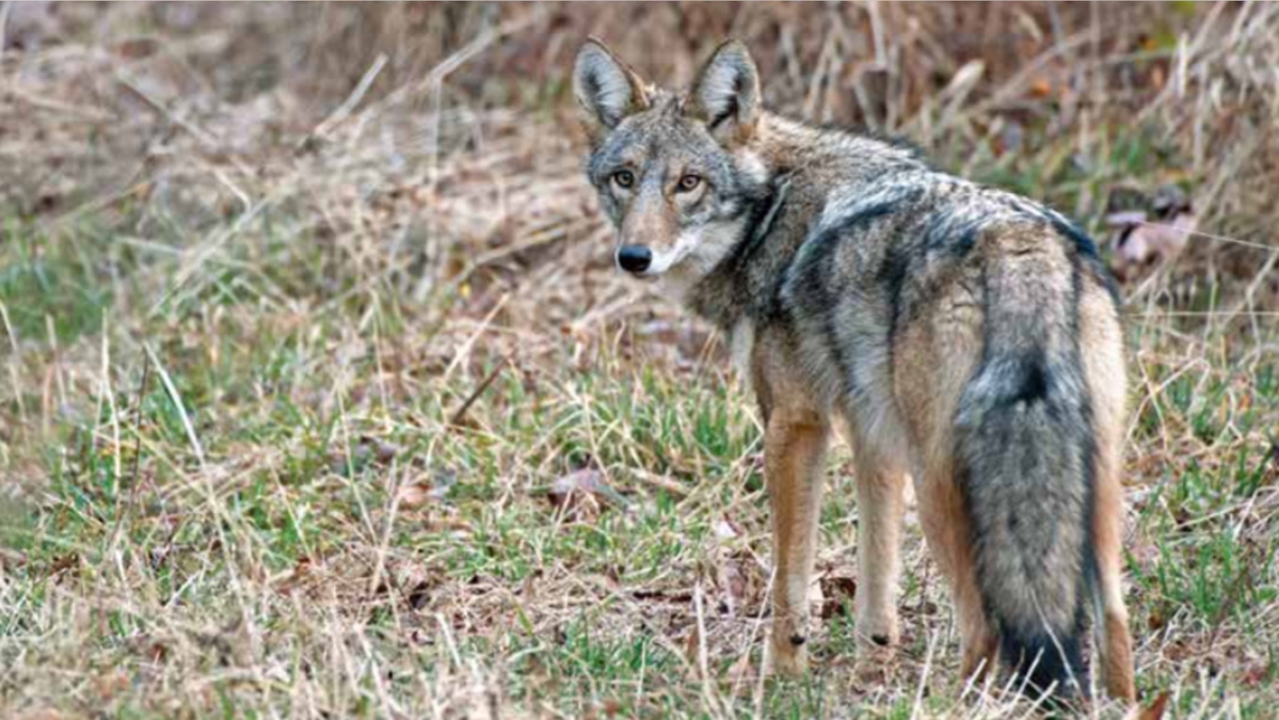 A Coywolf in upstate New York.