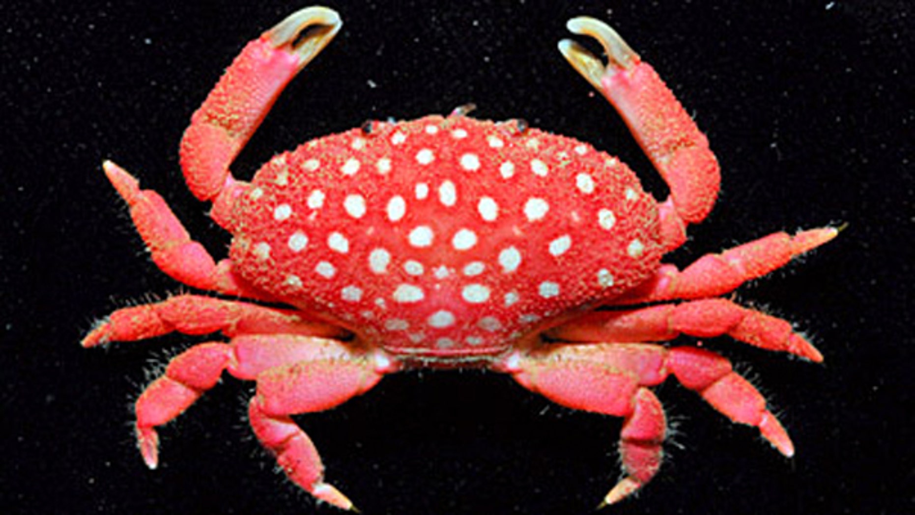 A new species of crab that looks like a strawberry has been discovered in Taiwan. (AFP)