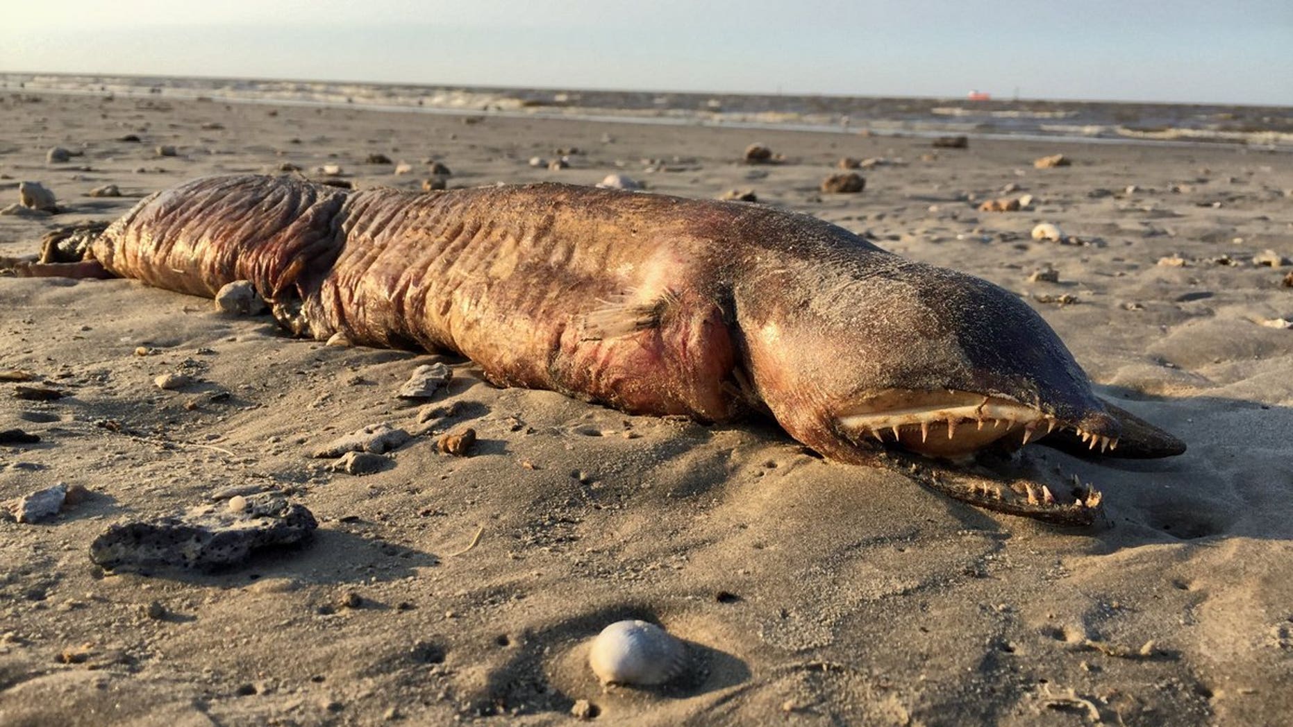 Image result for Gruesome, fanged 'demon fish' washes up on Texas beach, sparking mystery