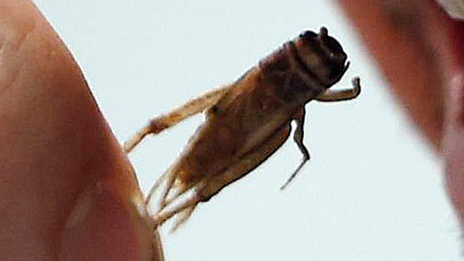 File photo-An employee eats a cricket at the Micronutris plant in Saint Orens de Gameville, southwestern France, February 24, 2014. (REUTERS/Regis Duvignau)