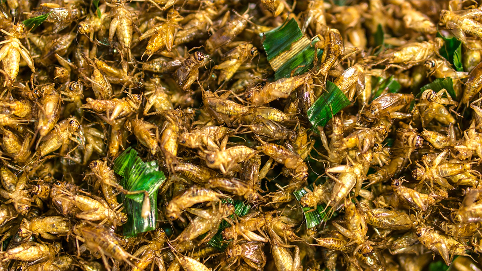 The study examined 20 healthy adults, aged 18 to 48, over a six-week period in order to assess the effects of eating cricket powder.
