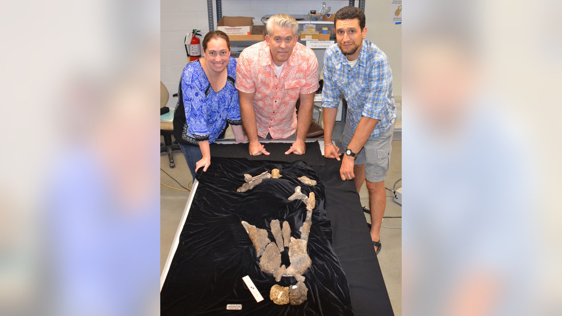 From left, Stephanie Drumheller-Horton, faculty member in UT’s Department of Earth and Planetary Sciences; Thomas Adams of the Witte Museum; and Christopher Noto of the University of Wisconsin-Parkside with the skull elements of the new fossil crocodilian Deltasuchus motherali. (Credit: University of Tennessee at Knoxville)