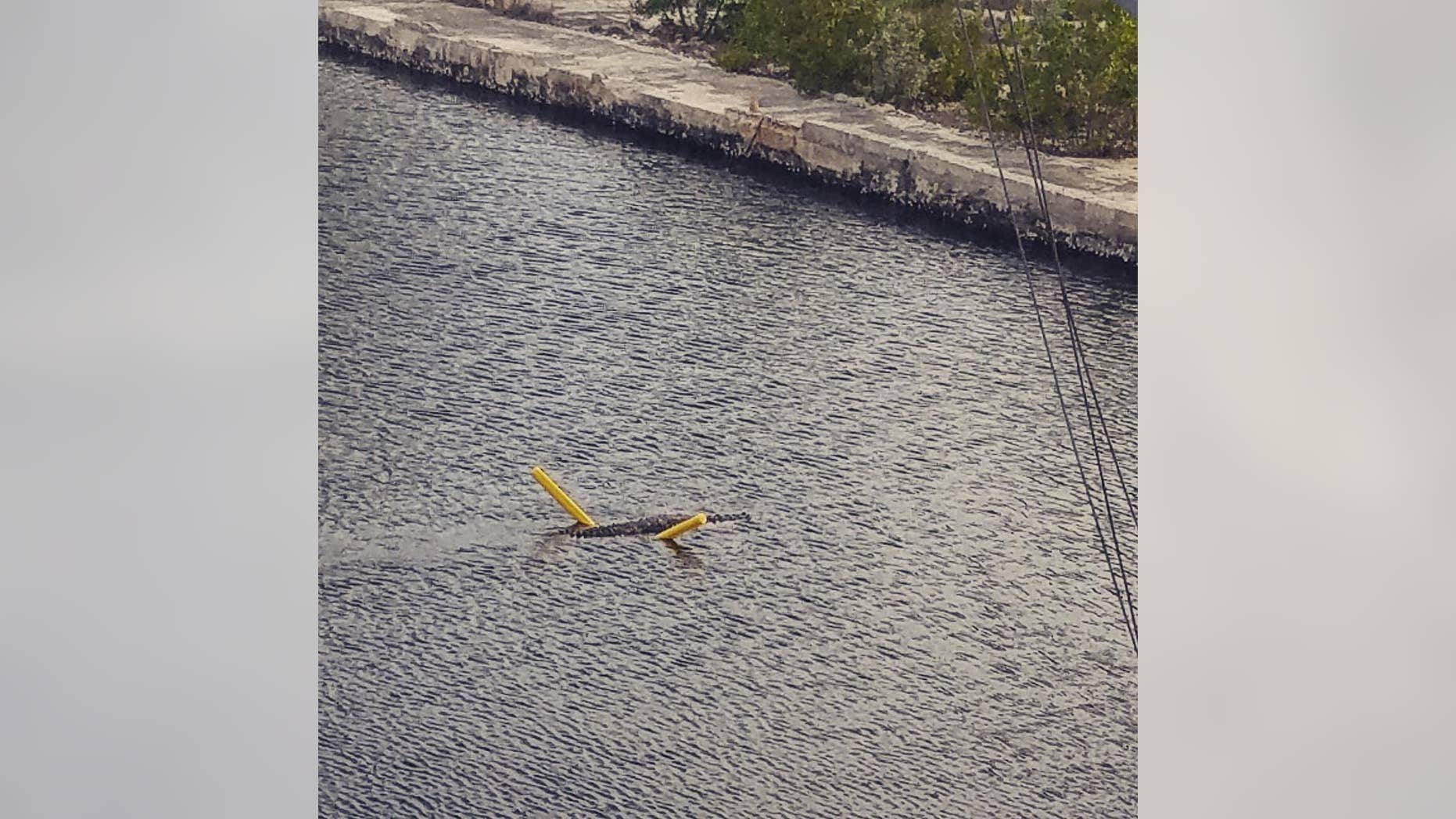 A crocodile floats on a yellow pool noodle across a canal in Key Largo, Florida, on Aug. 6, 2018.