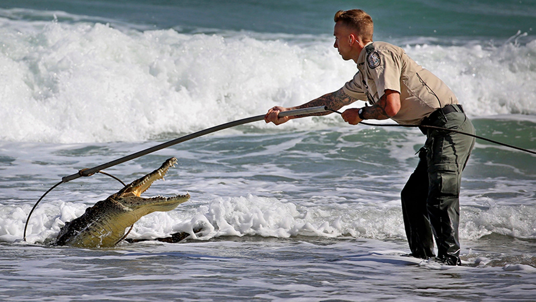 Nov. 20, 2017: A Florida Fish and Wildlife Conservation Commission officer tries to capture a crocodile along Hollywood Beach near Johnson Street. After several attempts the crocodile was caught unharmed.