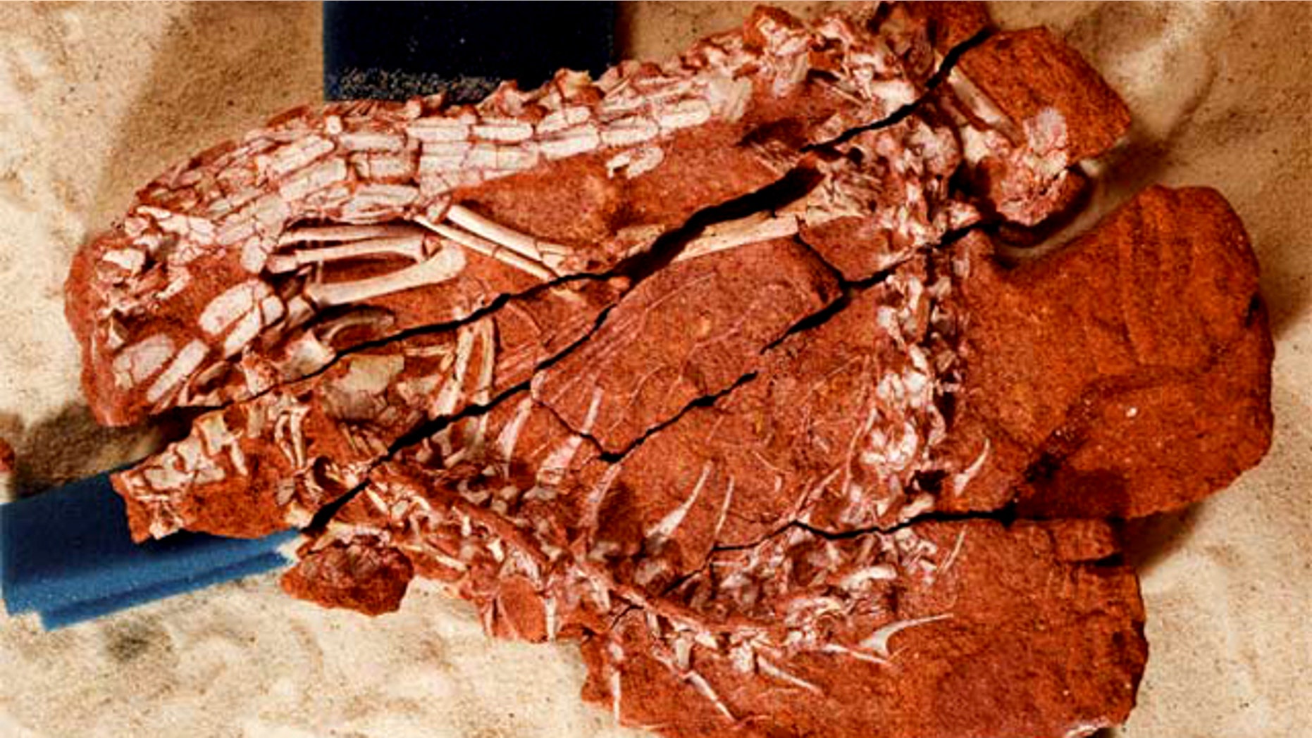 The skeletal remains of the ancient crocodile Pakasuchus kapilimai were embedded in red sandstone. The researchers used a sandbox and foam padding (in blue) to position the separate fragments of the fossil prior to photographing the specimen.