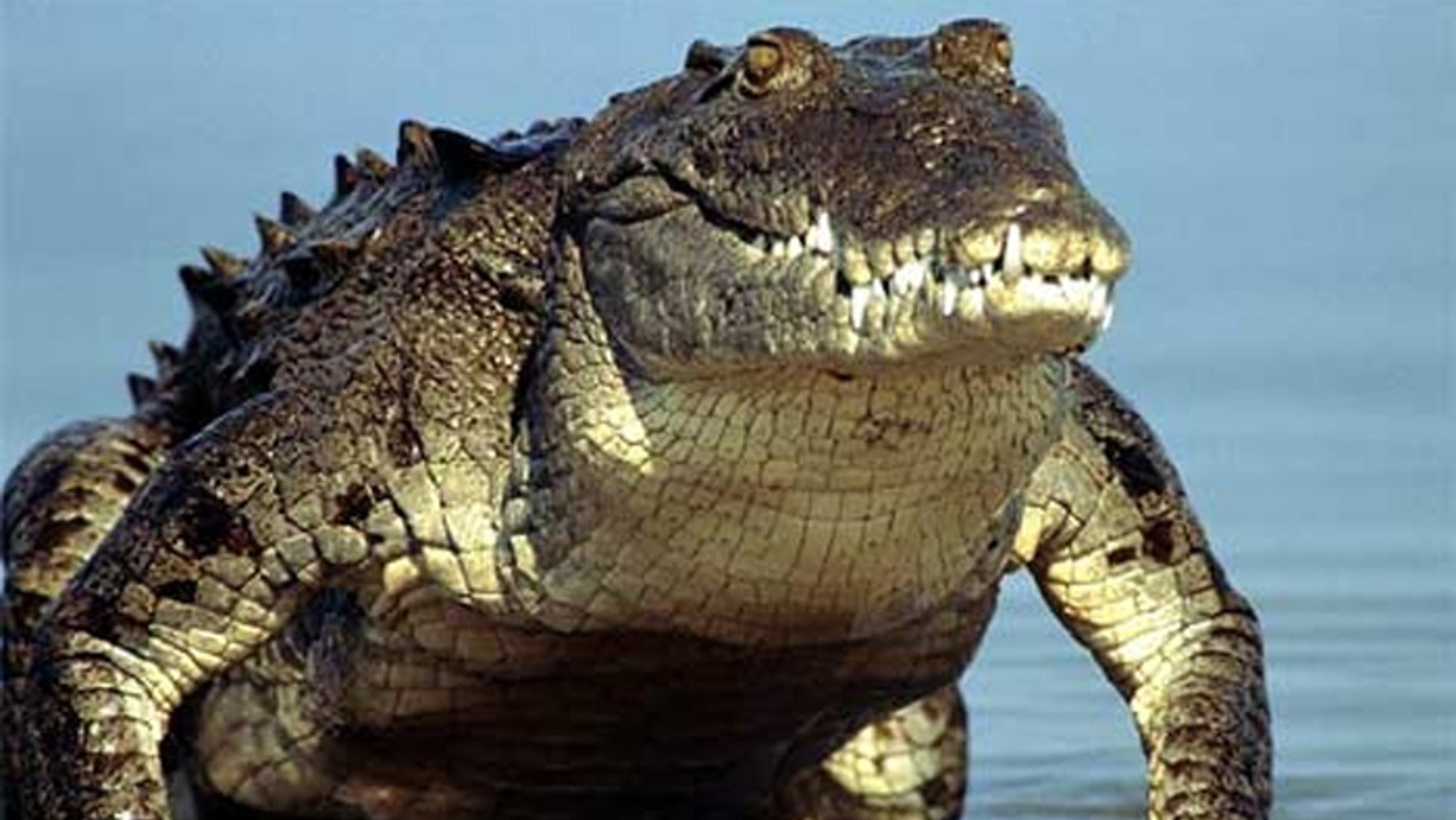 Florida will train you to hunt these critters.
