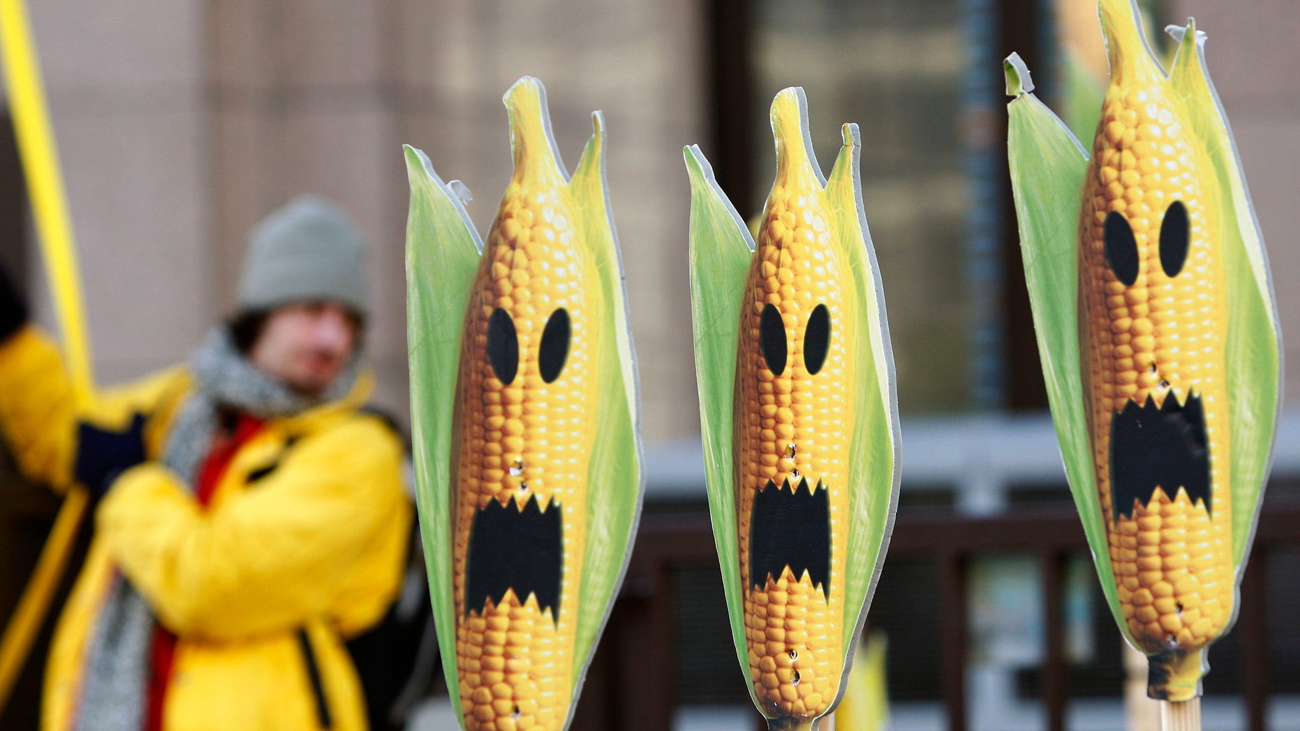 FILE: November 24, 2008: A Greenpeace activist displays signs that symbolize genetically modified maize crops, during a protest in front of the European Union headquarters in Brussels.