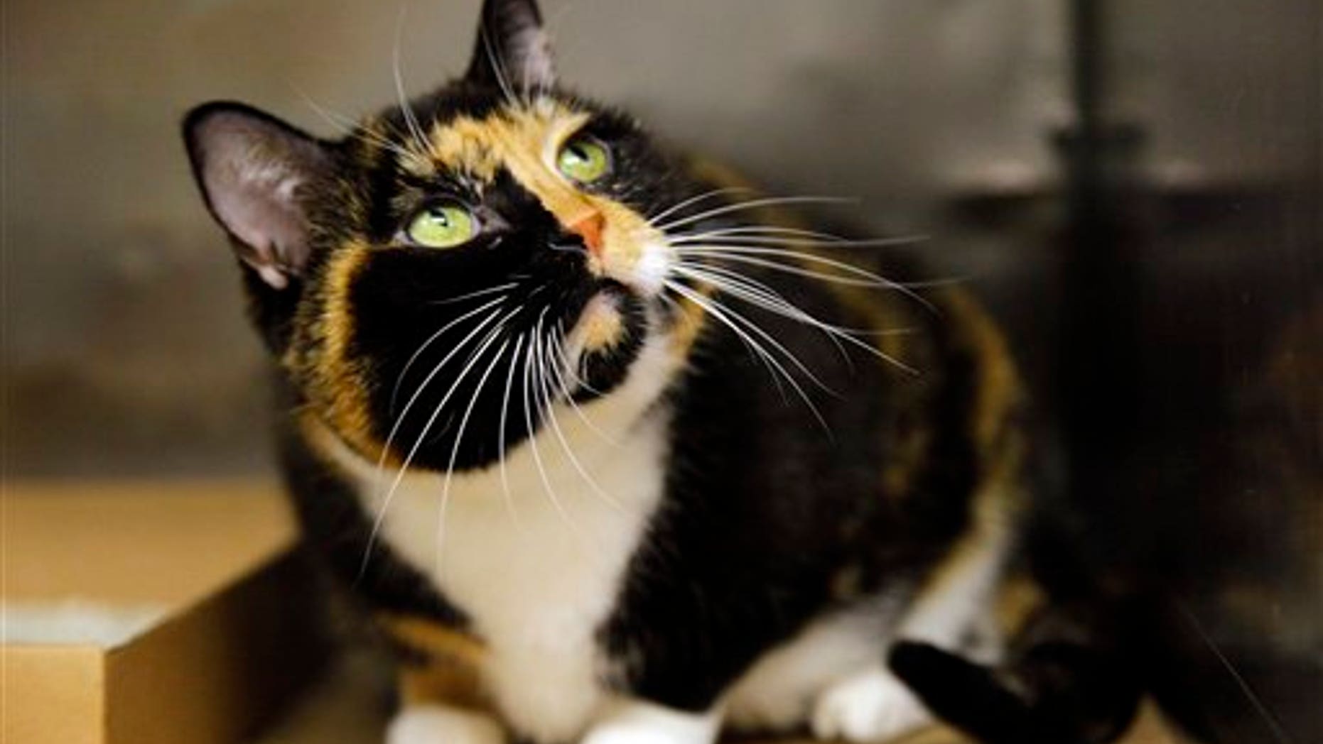 Sept. 14: Willow, a 6-year calico cat that went missing from her Colorado home during a renovation 5 years ago, sits in a cage at her temporary home on Wednesday, in New York's Animal Care and Control (ACC) facility. Willow, found as a stray in Manhattan and brought to ACC, had been tagged with an identification microchip and will soon be reunited with her owners.