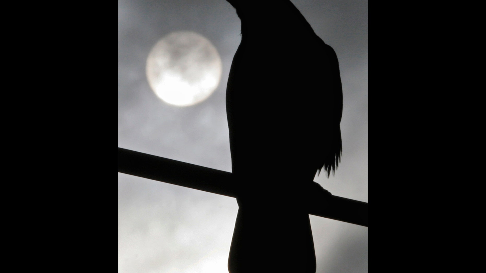 A crow sits on a wire in Belgrade, Serbia and Montenegro, Wednesday, Nov. 2, 2005. No cases of bird flu have been reported in Serbia, but the deadly H5N1 strain of the disease was detected in birds in neighboring Romania and Croatia, raising fears it could spread over the region. (AP Photo/Marko Drobnjakovic)
