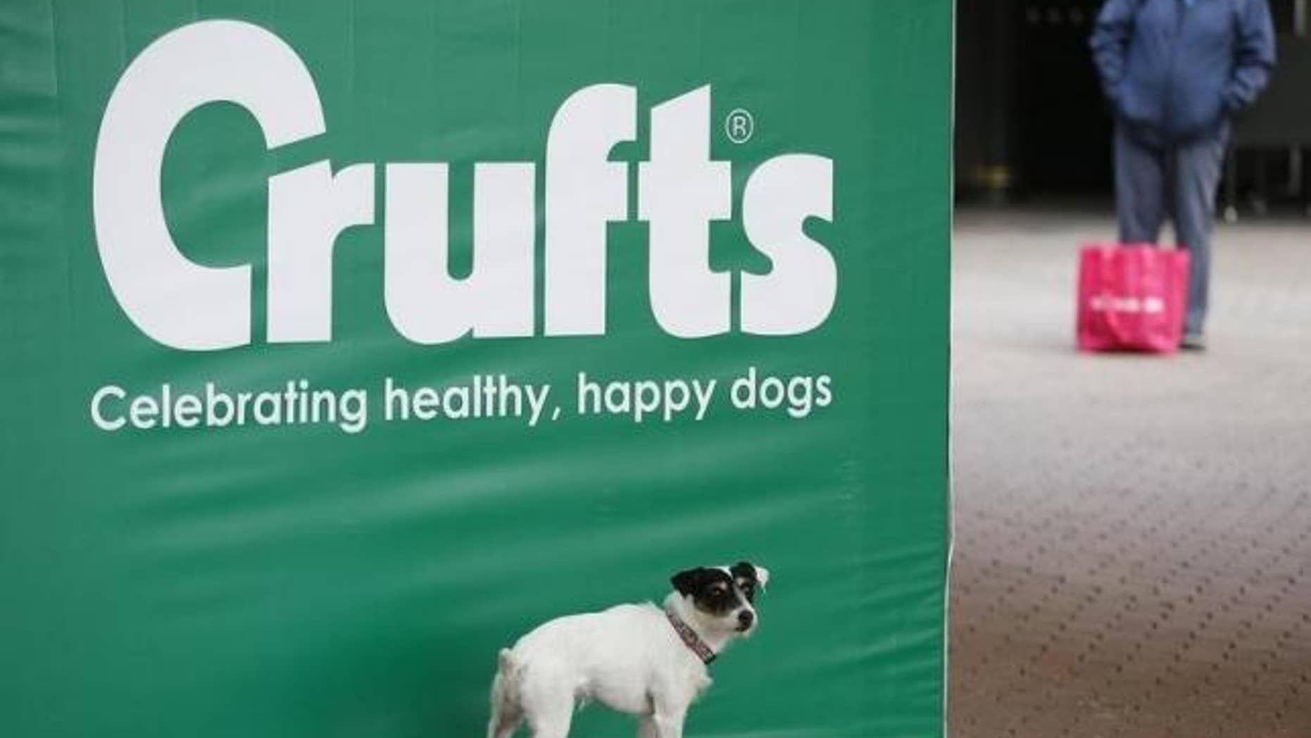 March 5, 2015: A dog poses for its owner on arrival for the first day of the Crufts Dog Show in Birmingham, central England.